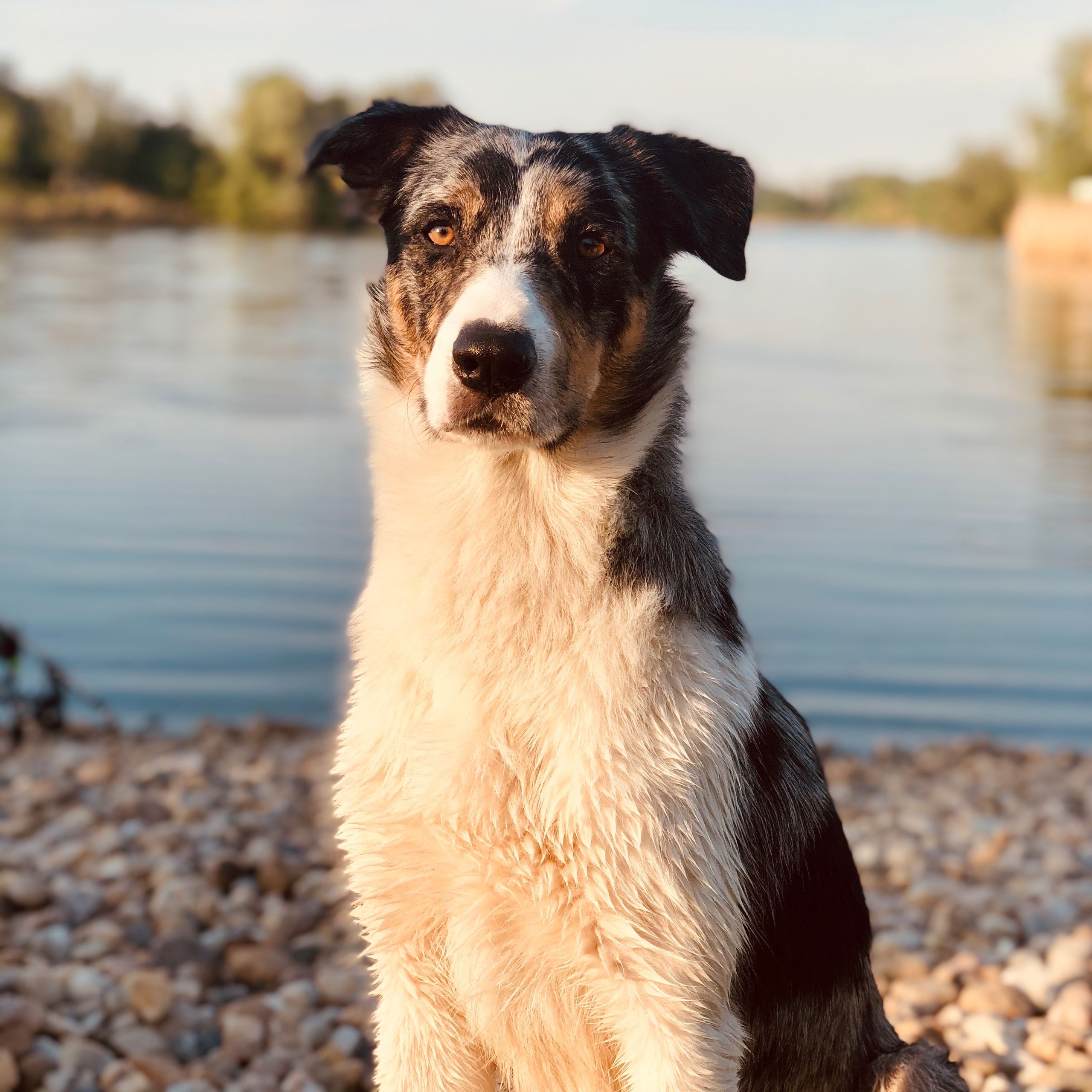 Soutěžní fotografie - Anakin,  Border kolie