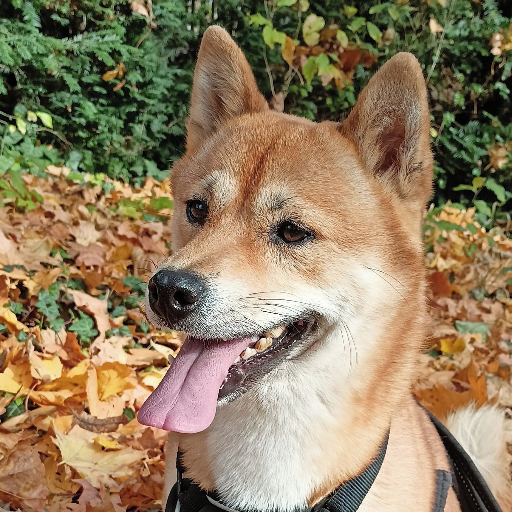 Soutěžní fotografie - Mateo,  Shiba