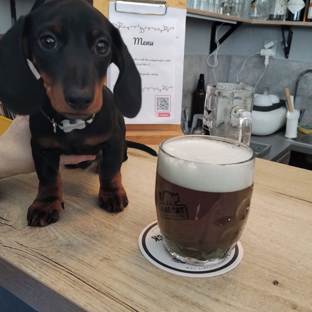 Soutěžní fotografie - Pan Rudolf,  Jezevčík