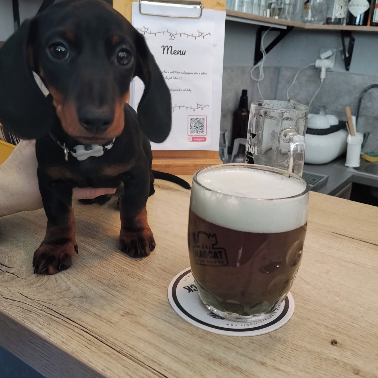 Soutěžní fotografie - Pan Rudolf,  Jezevčík