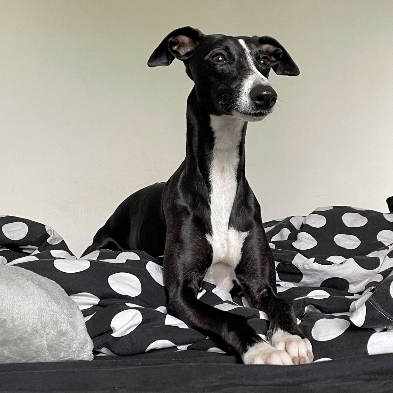 Soutěžní fotografie - Bonnie,  Whippet