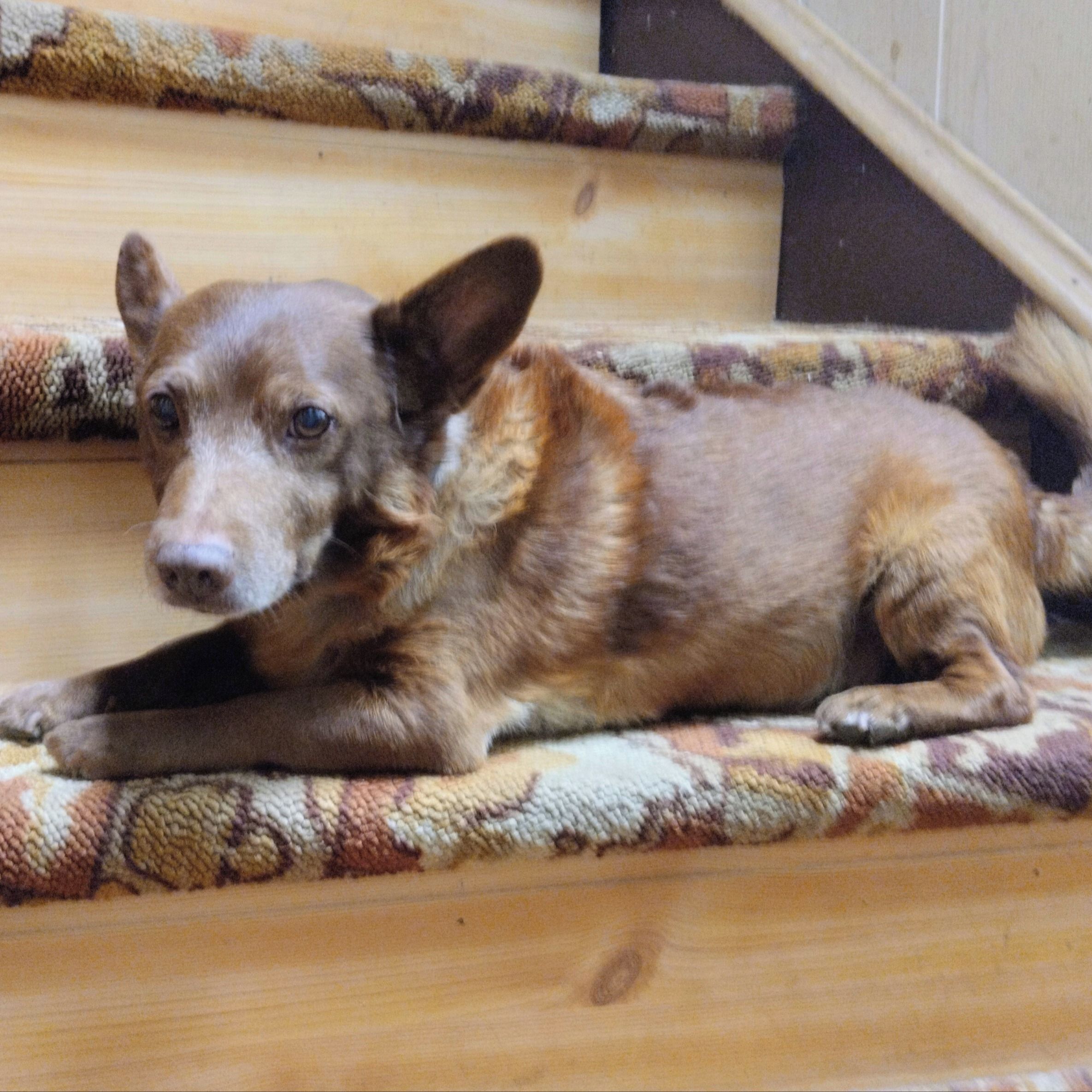 Soutěžní fotografie - Míša,  Ostatní