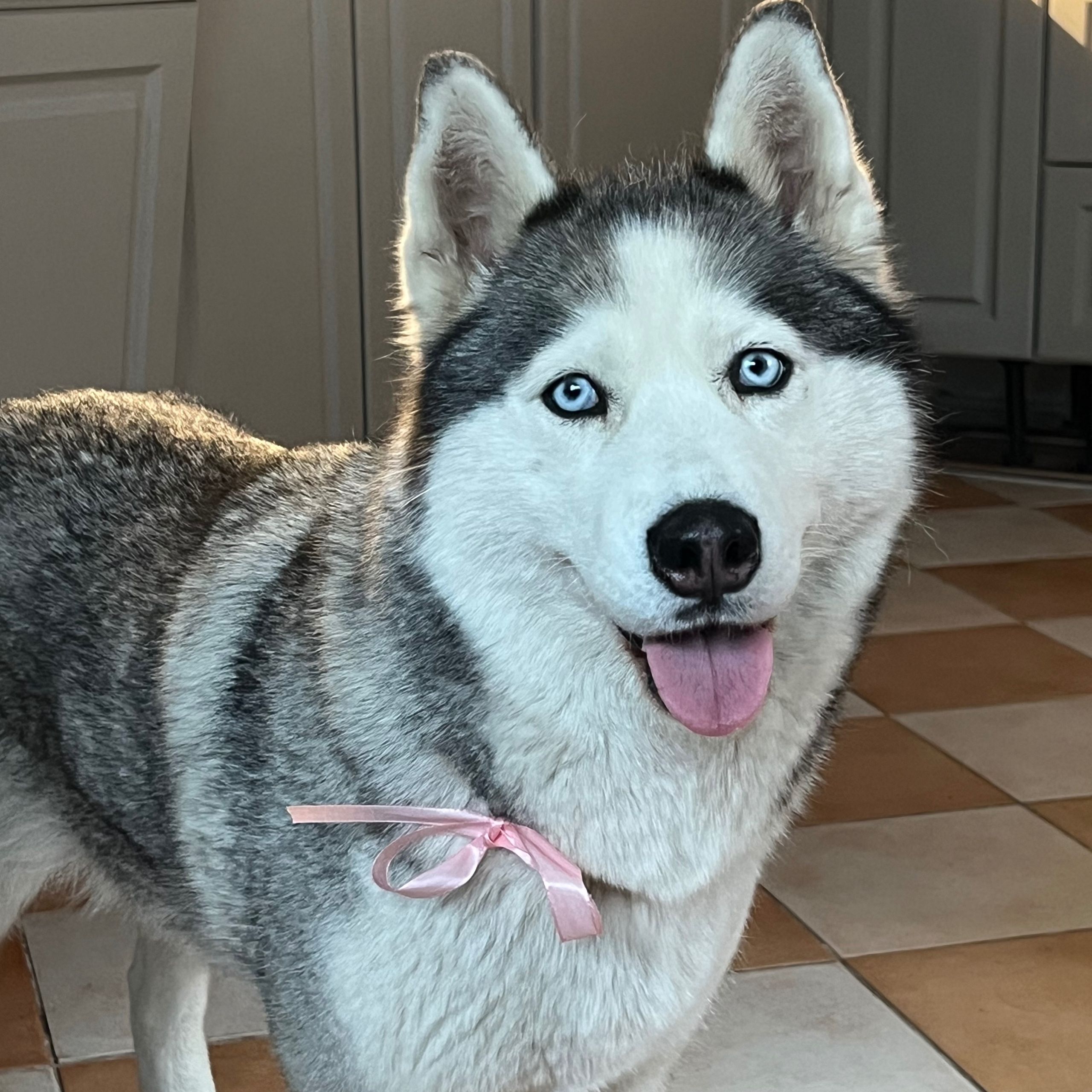 Soutěžní fotografie - Maya,  Sibiřský husky