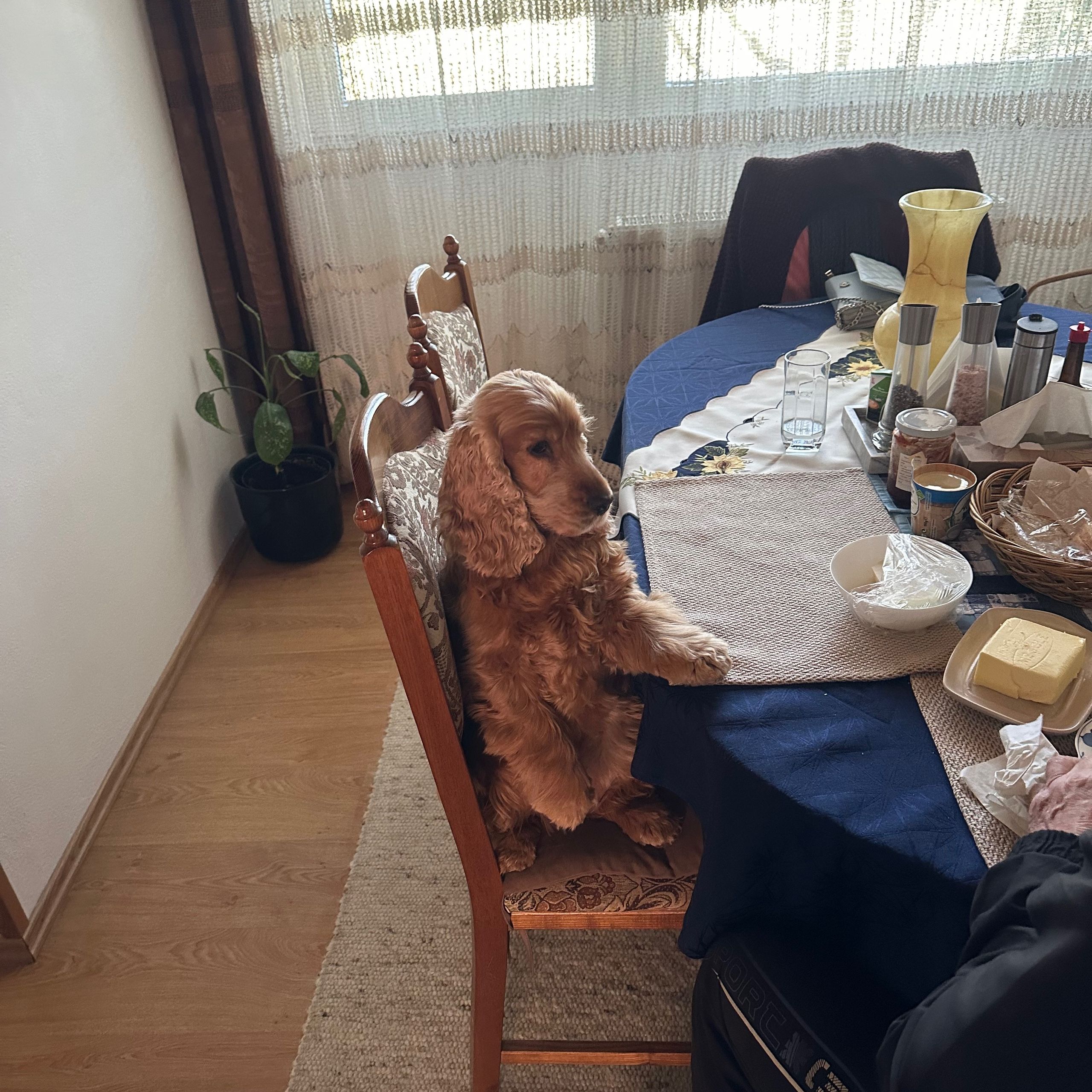 Soutěžní fotografie - Ambra,  Anglický kokršpaněl