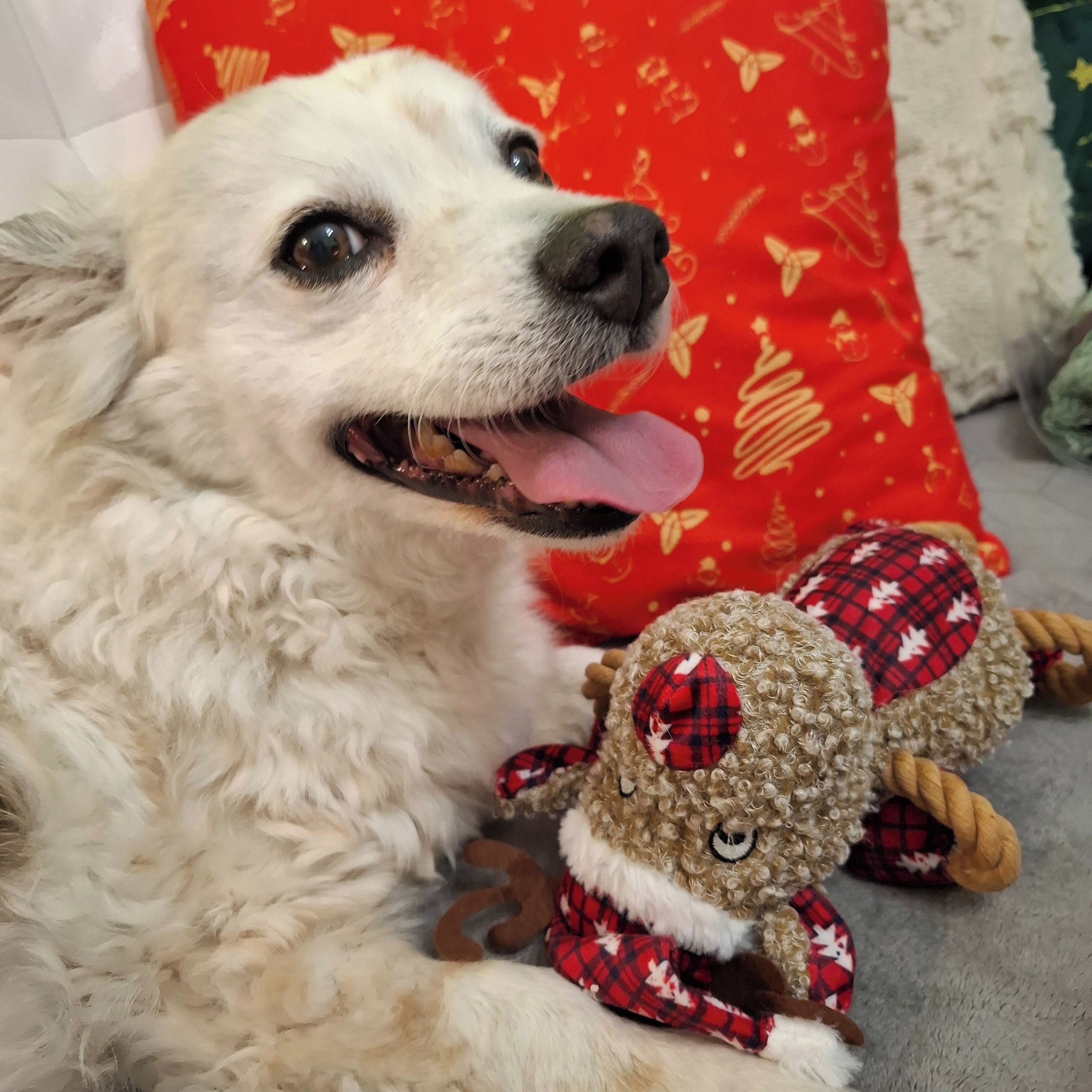 Soutěžní fotografie - Merlin,  Ostatní