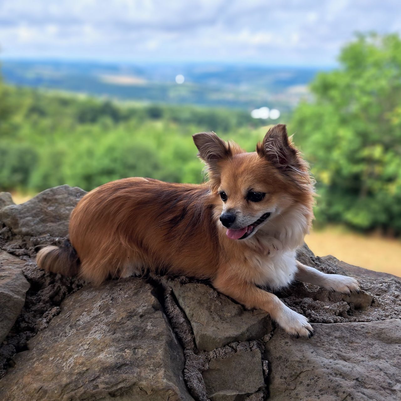 Soutěžní fotografie - Kryšpína,  Čivava dlouhosrstá