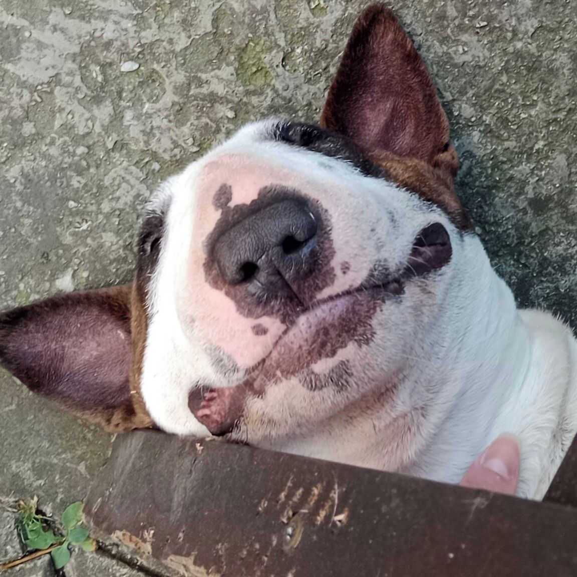 Soutěžní fotografie - Hugo,  Bulteriér