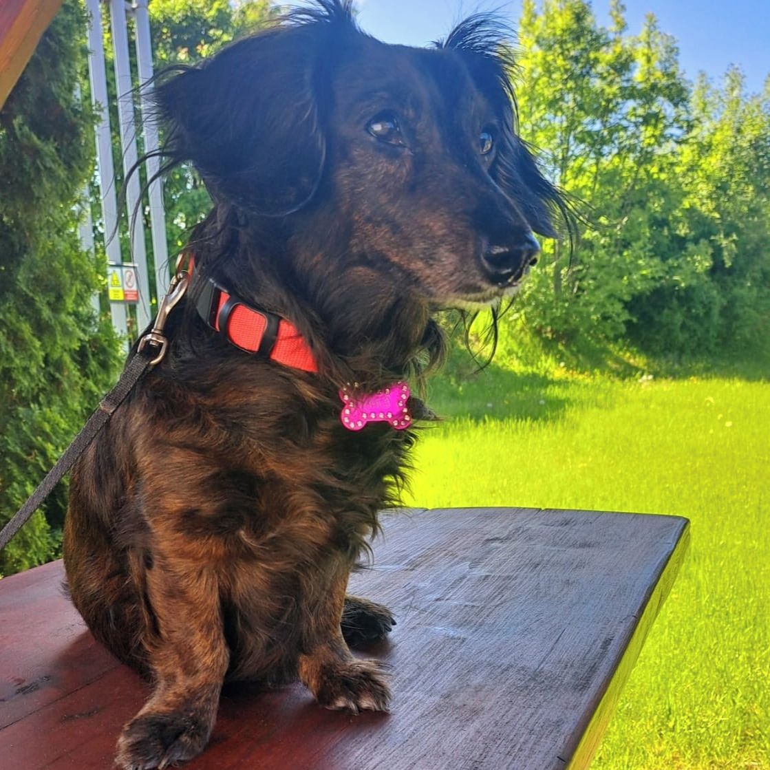 Soutěžní fotografie - Enny,  Jezevčík