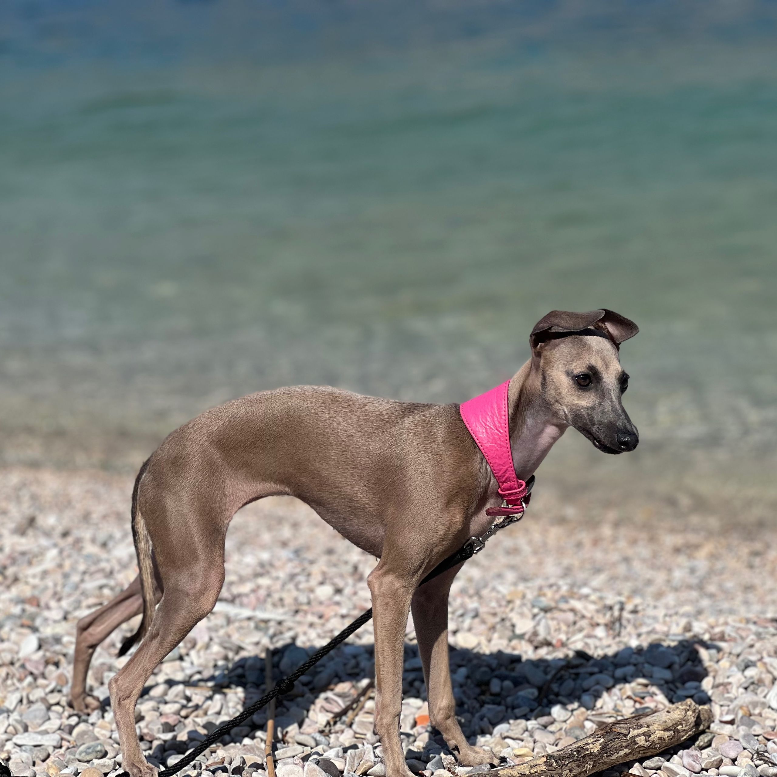 Soutěžní fotografie - Rommie,  Italský chrtík