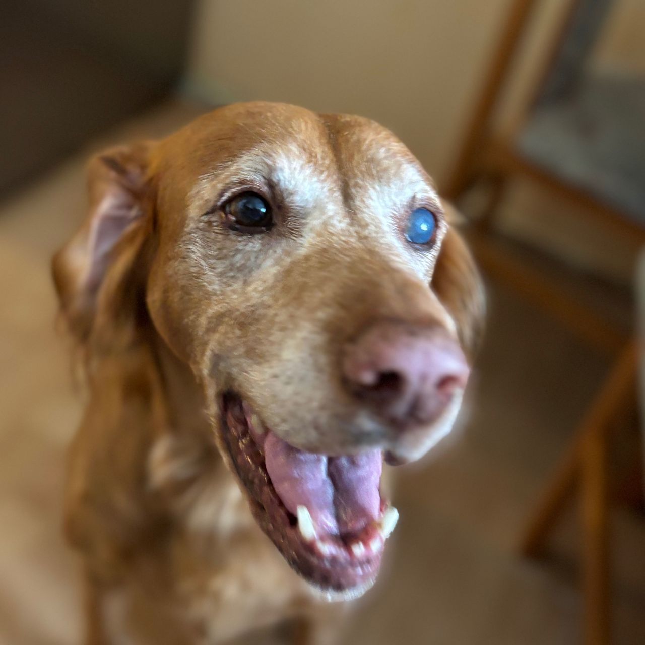 Soutěžní fotografie - Meggie,  Maďarský ohař krátkosrstý