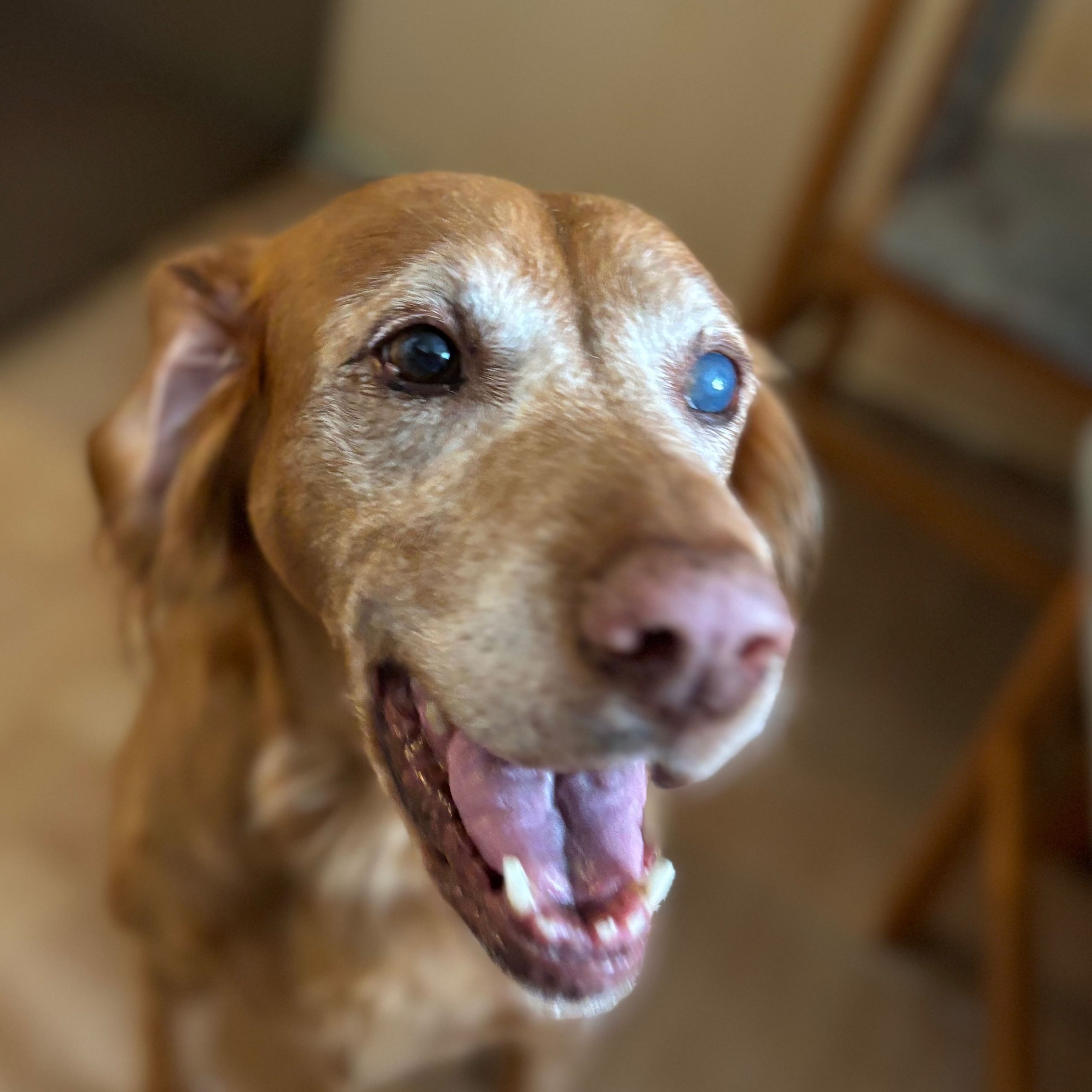 Soutěžní fotografie - Meggie,  Maďarský ohař krátkosrstý