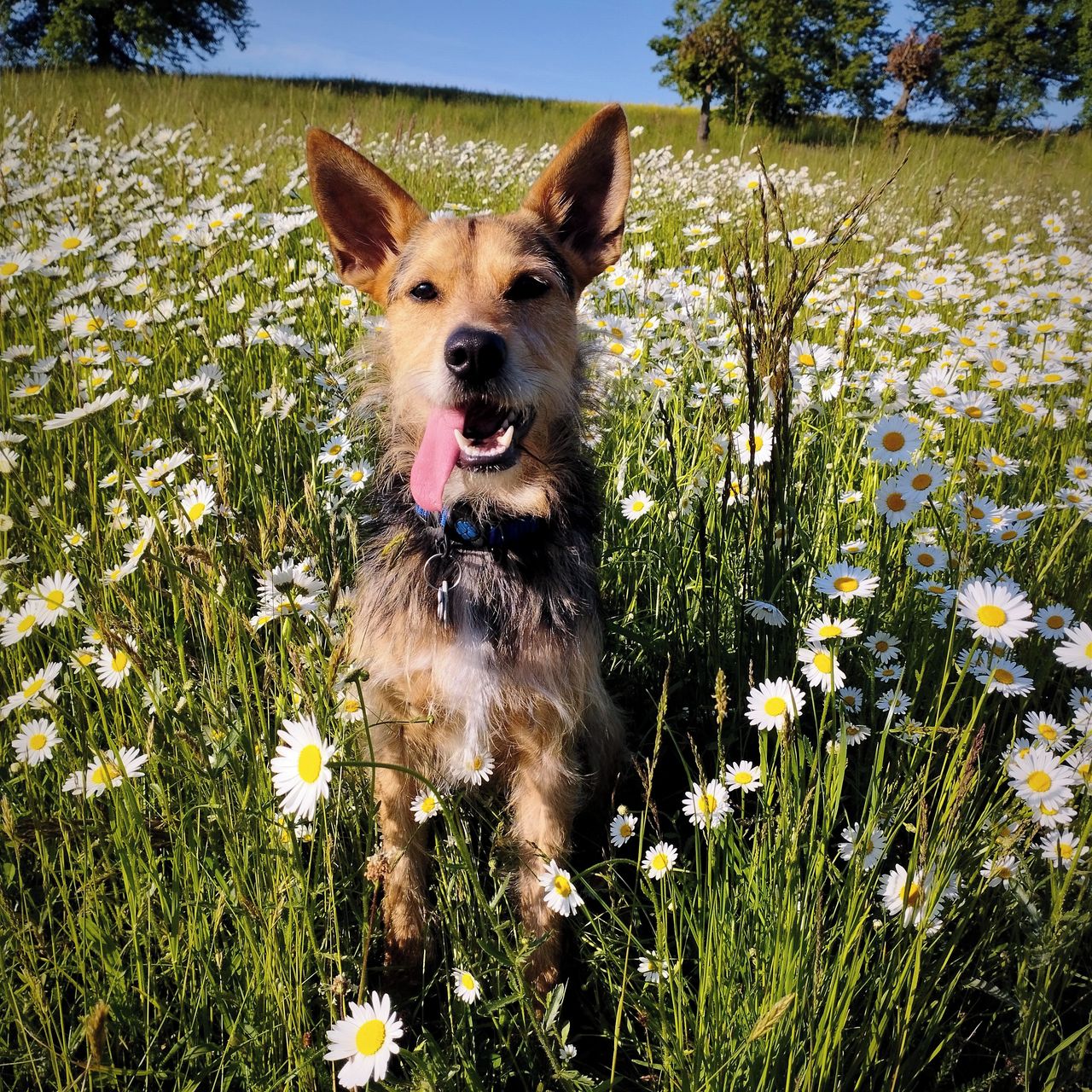 Soutěžní fotografie - Floki,  Ostatní
