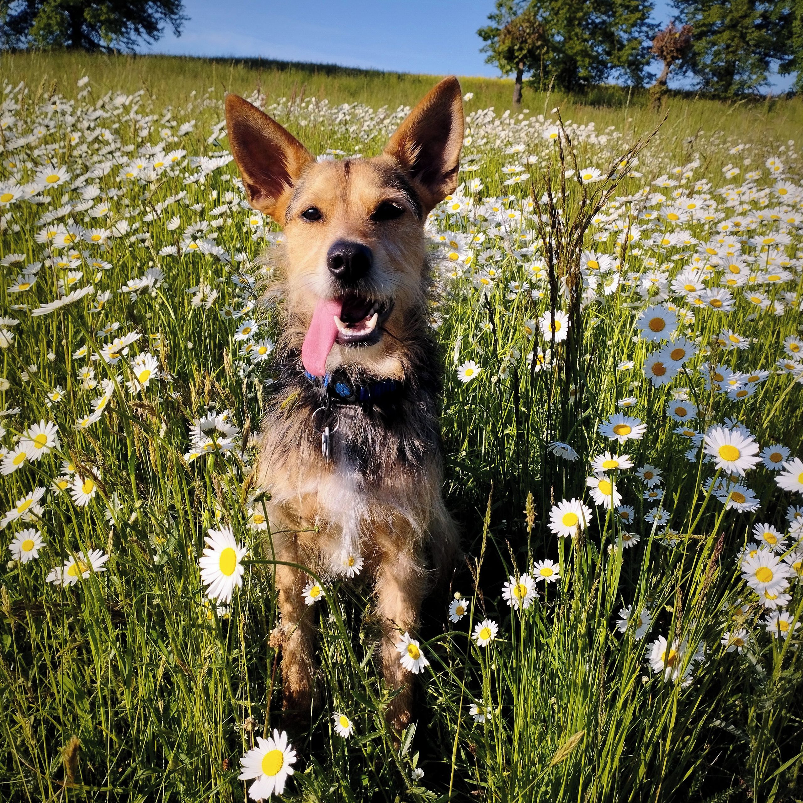 Soutěžní fotografie - Floki,  Ostatní