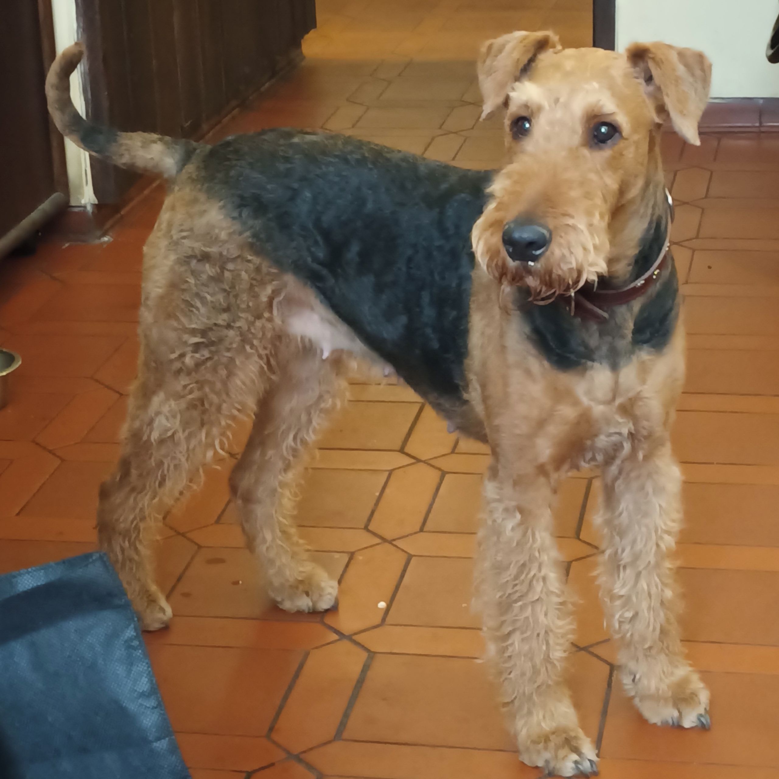 Soutěžní fotografie - Vendy,  Airedale terier
