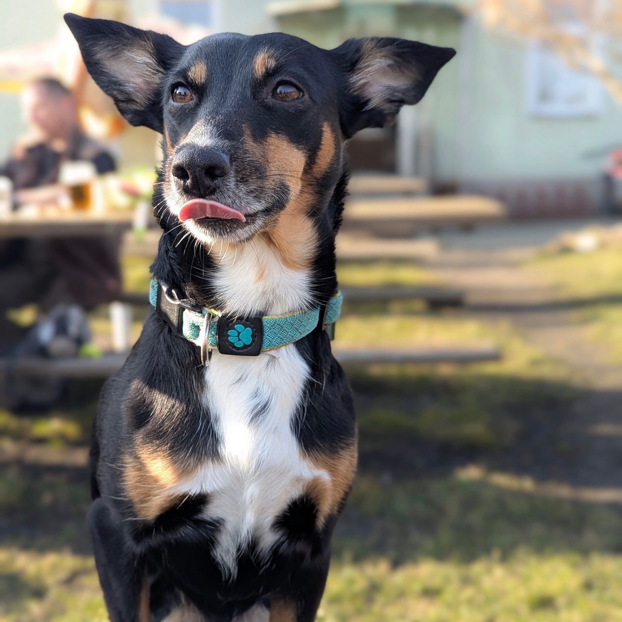 Soutěžní fotografie - Bella,  Ostatní