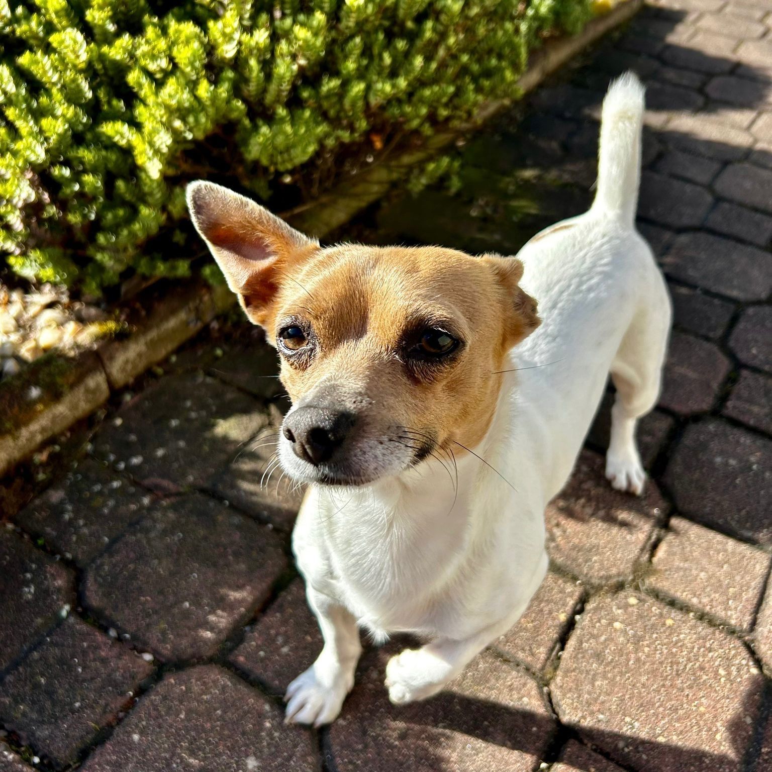 Soutěžní fotografie - Cookie,  Čivava