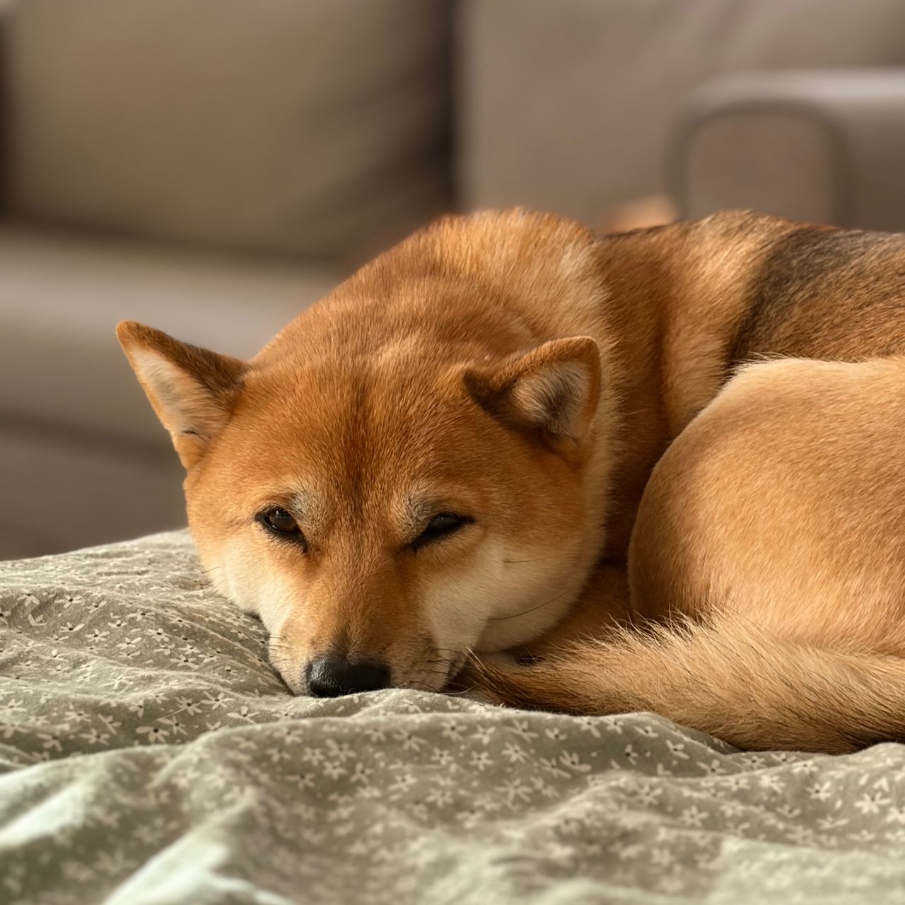 Soutěžní fotografie - Chelsea,  Shiba