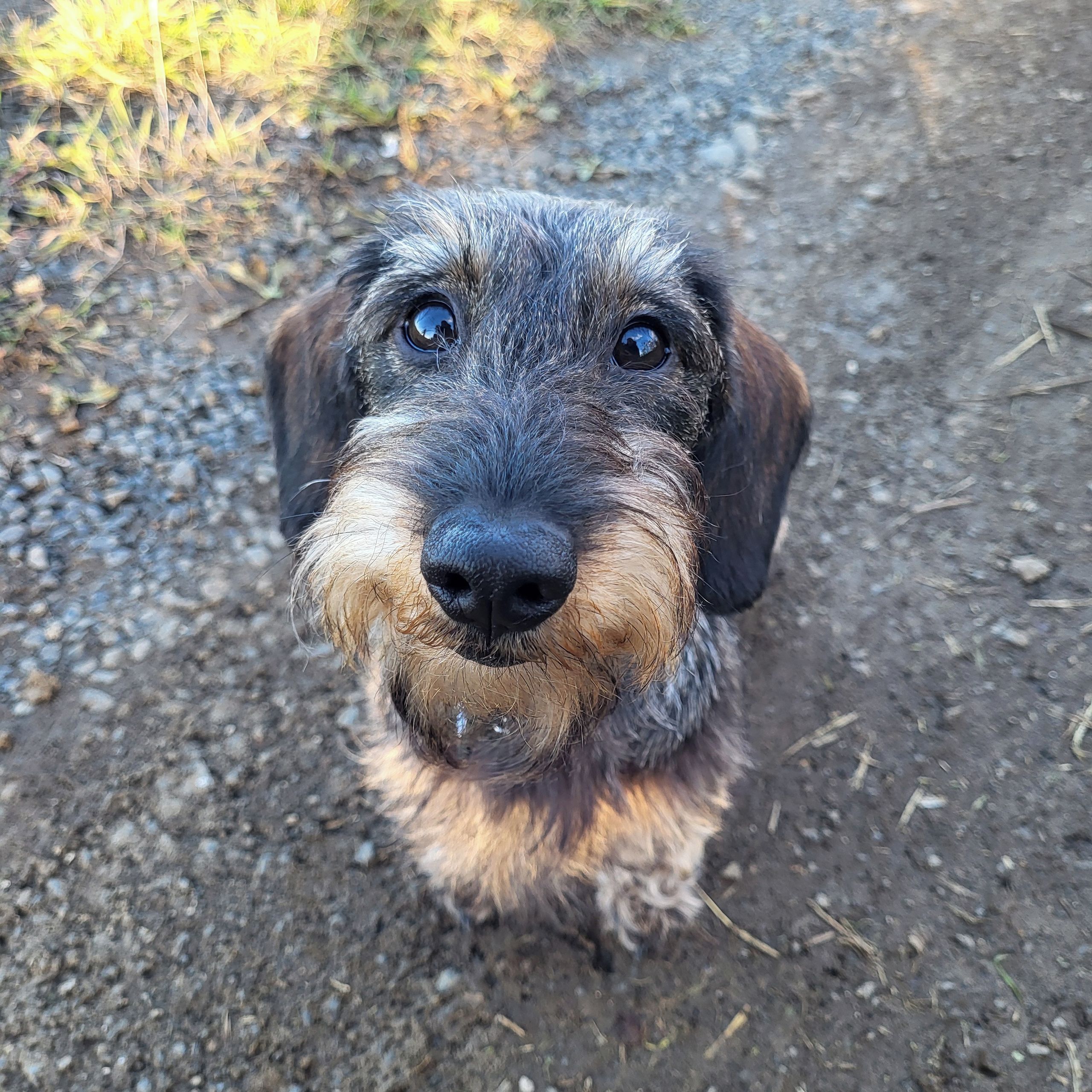 Soutěžní fotografie - Žofinka,  Jezevčík