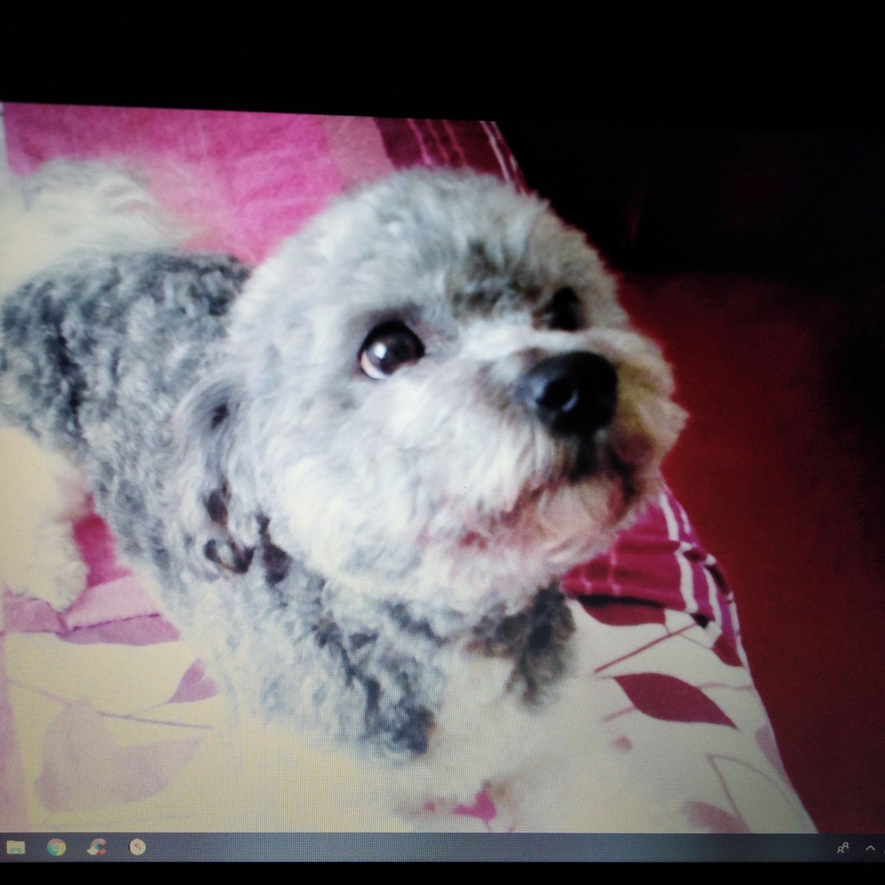 Soutěžní fotografie - Sofia,  Boloňský psík