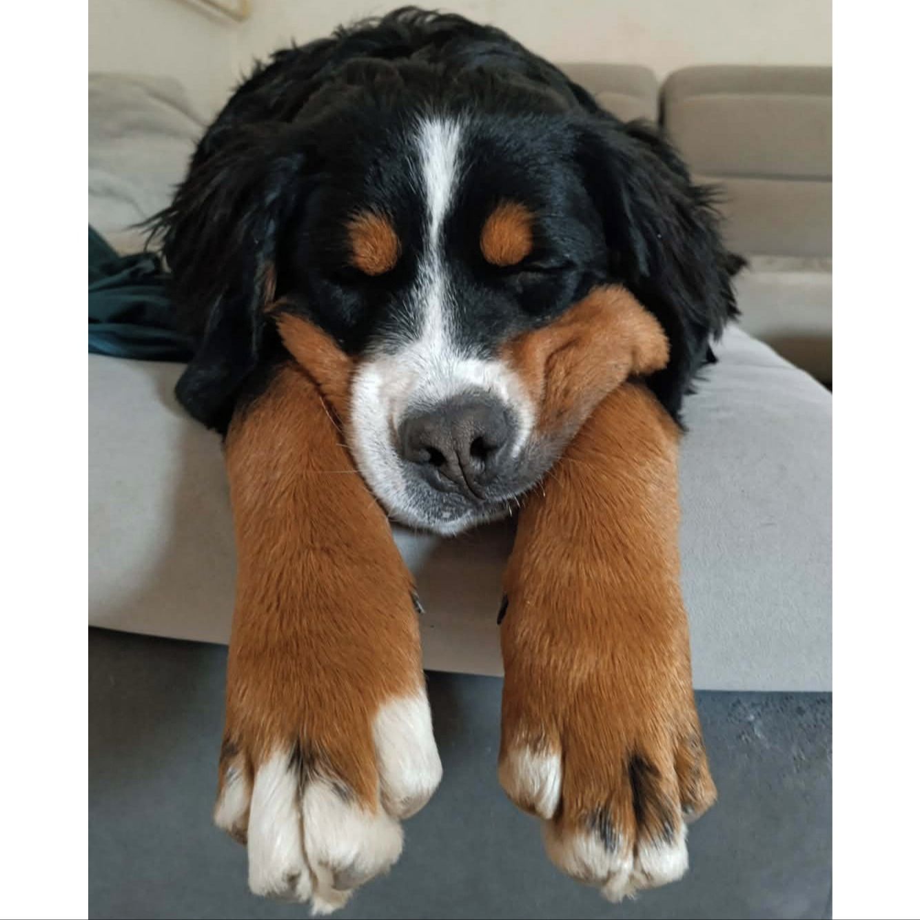 Soutěžní fotografie - Baily,  Bernský salašnický pes