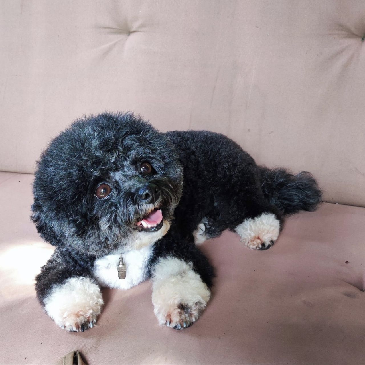 Soutěžní fotografie - Peggy,  Ruská barevná bolonka