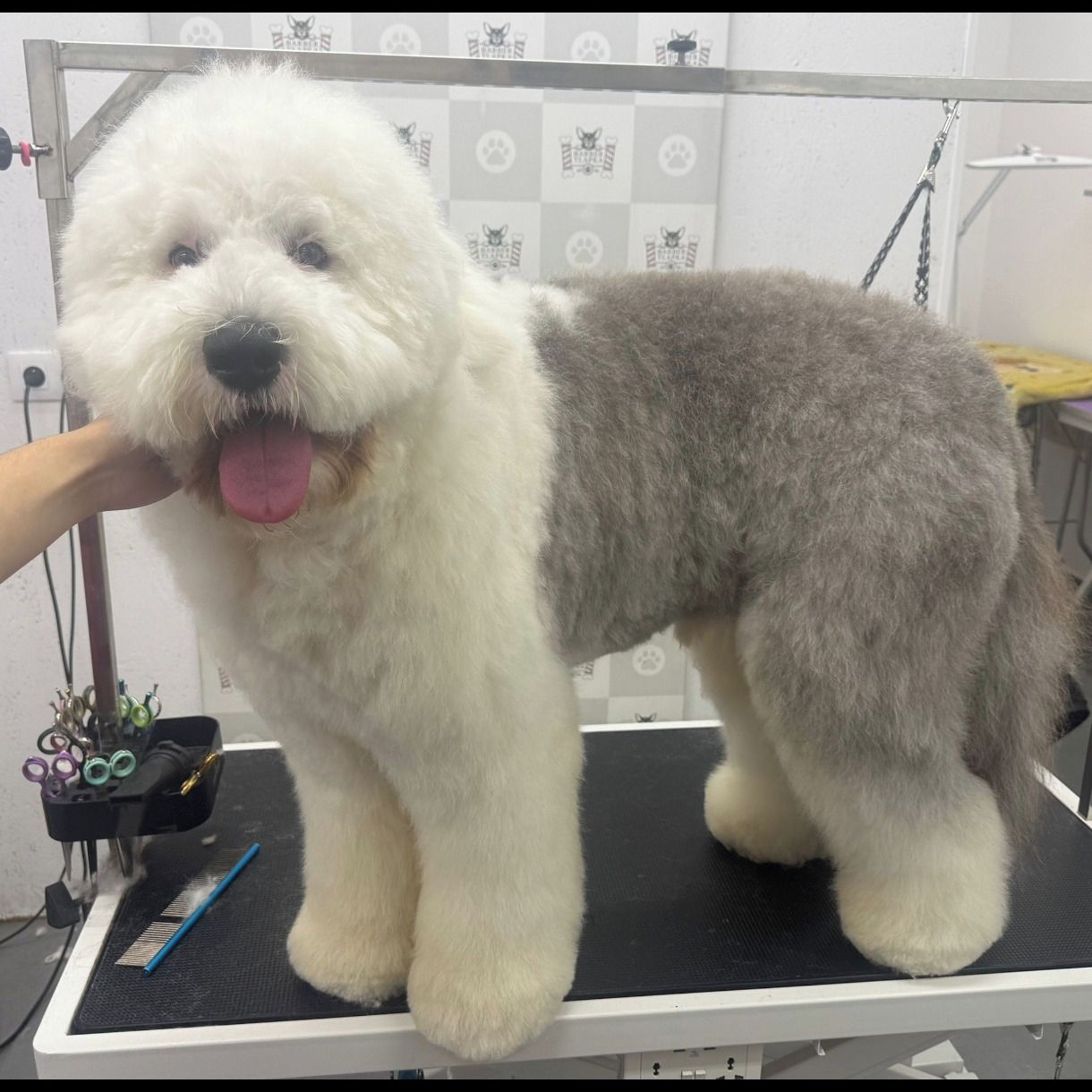 Soutěžní fotografie - Monty,  Bobtail