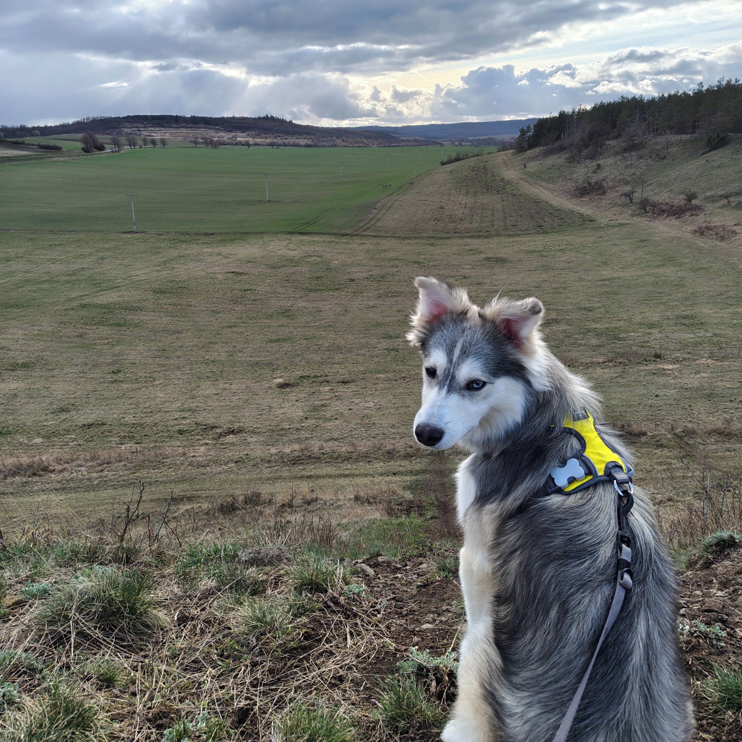 Soutěžní fotografie - Orion,  Sibiřský husky