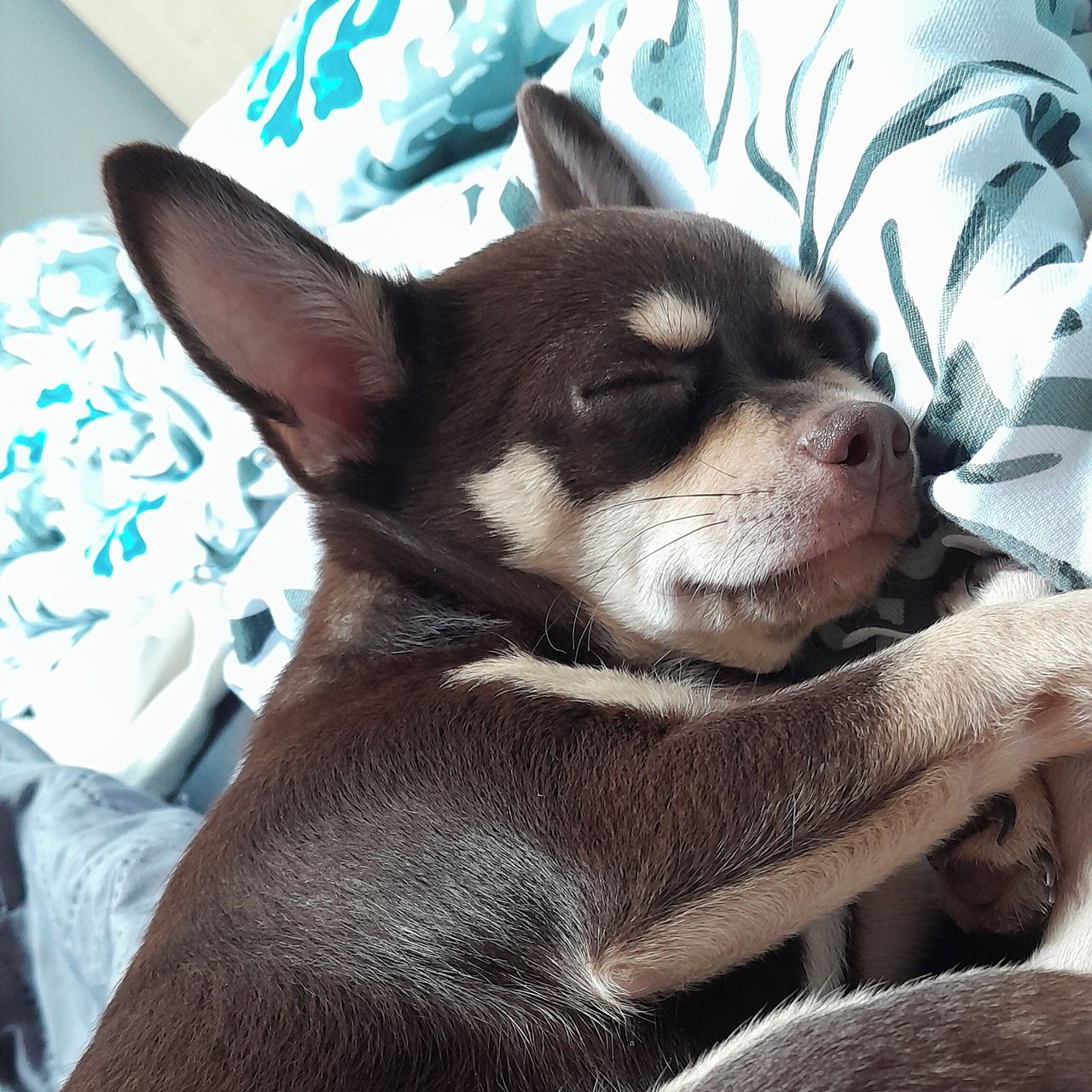 Soutěžní fotografie - Theodorek,  Čivava krátkosrstá