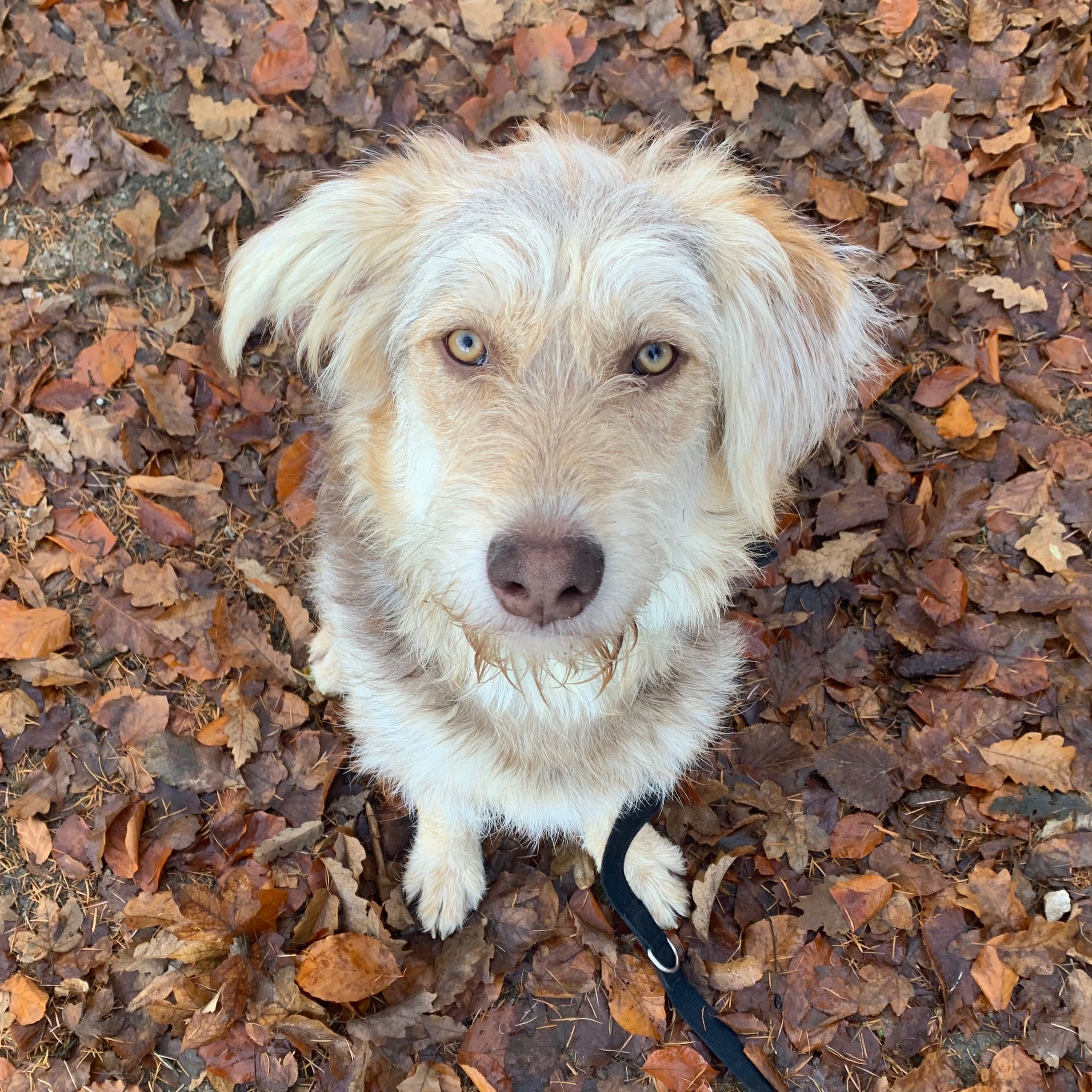 Soutěžní fotografie - Brownie,  Ostatní