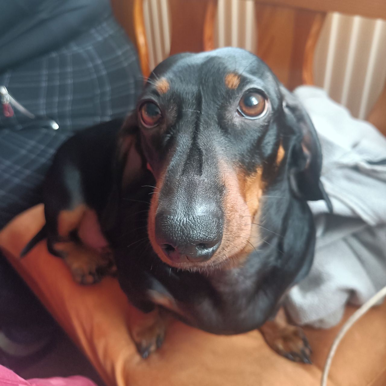 Soutěžní fotografie - Amálka,  Jezevčík