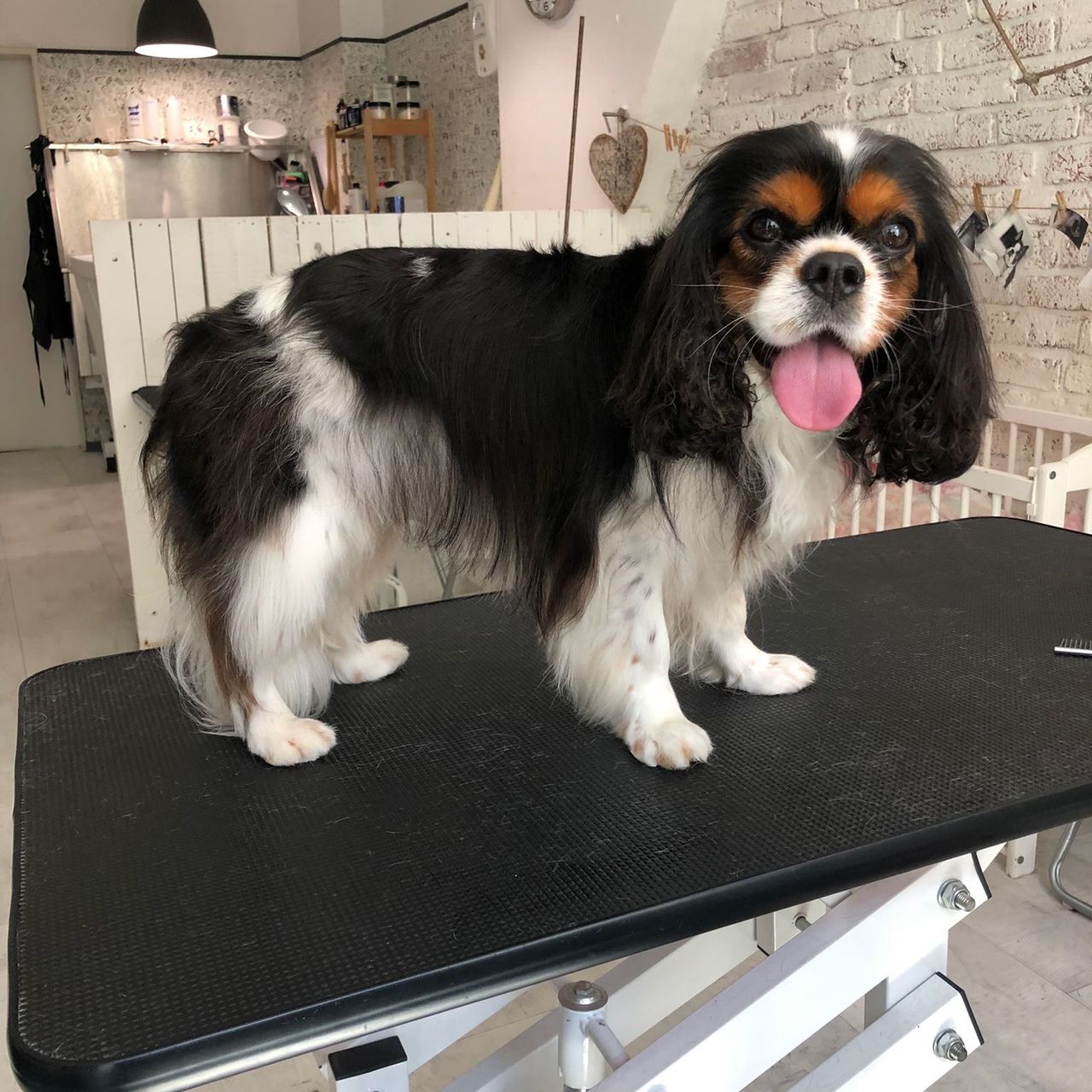 Soutěžní fotografie - Ludvík,  Kavalír King Charles španěl