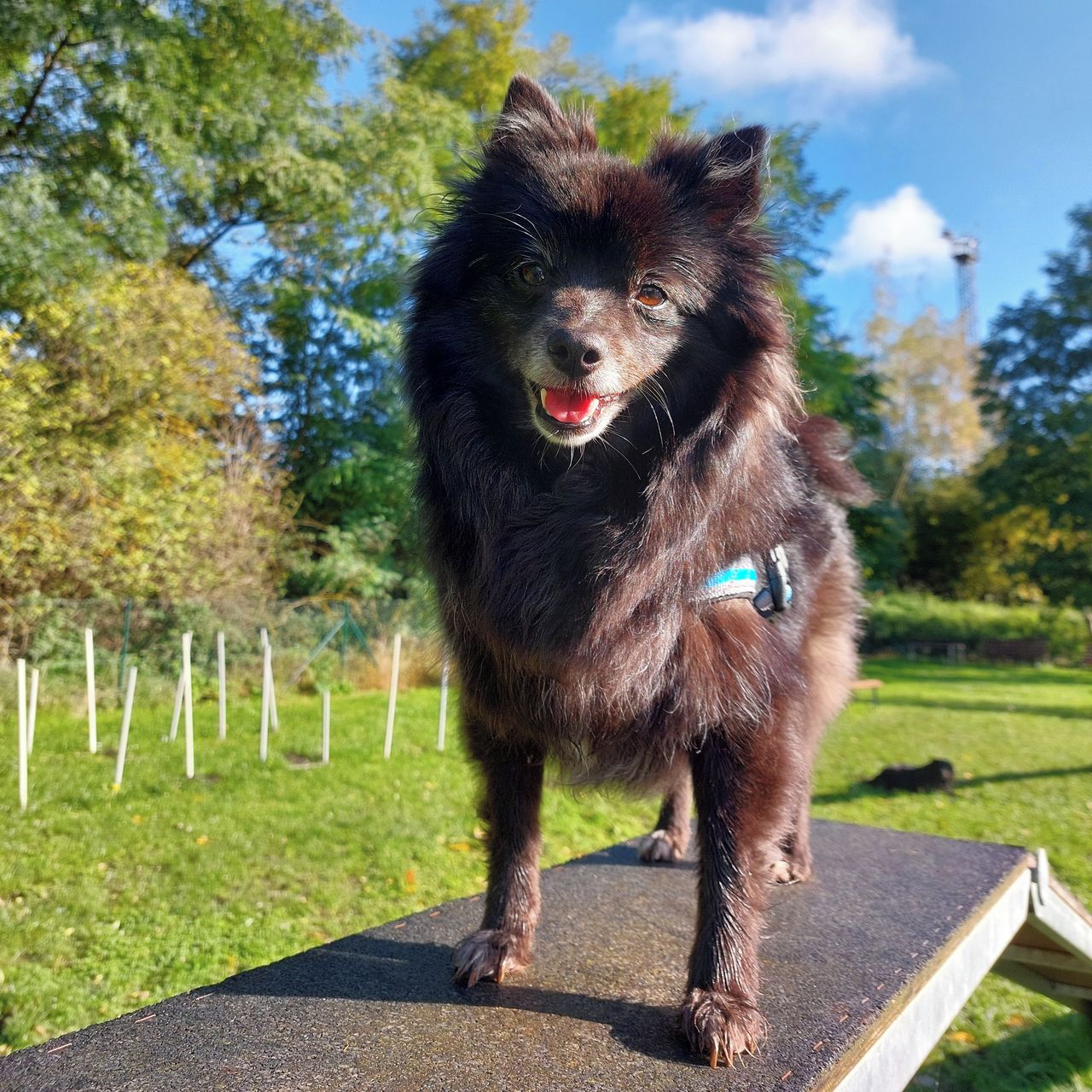 Soutěžní fotografie - Chloe,  Německý špic malý