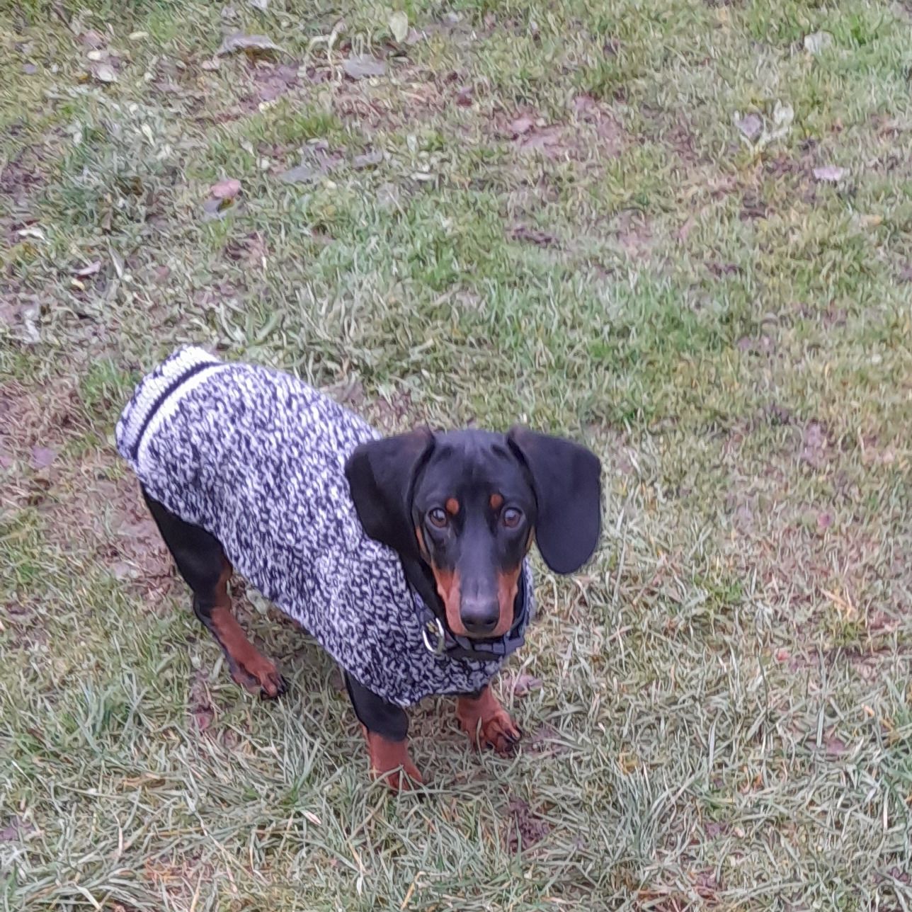 Soutěžní fotografie - Qvído,  Jezevčík