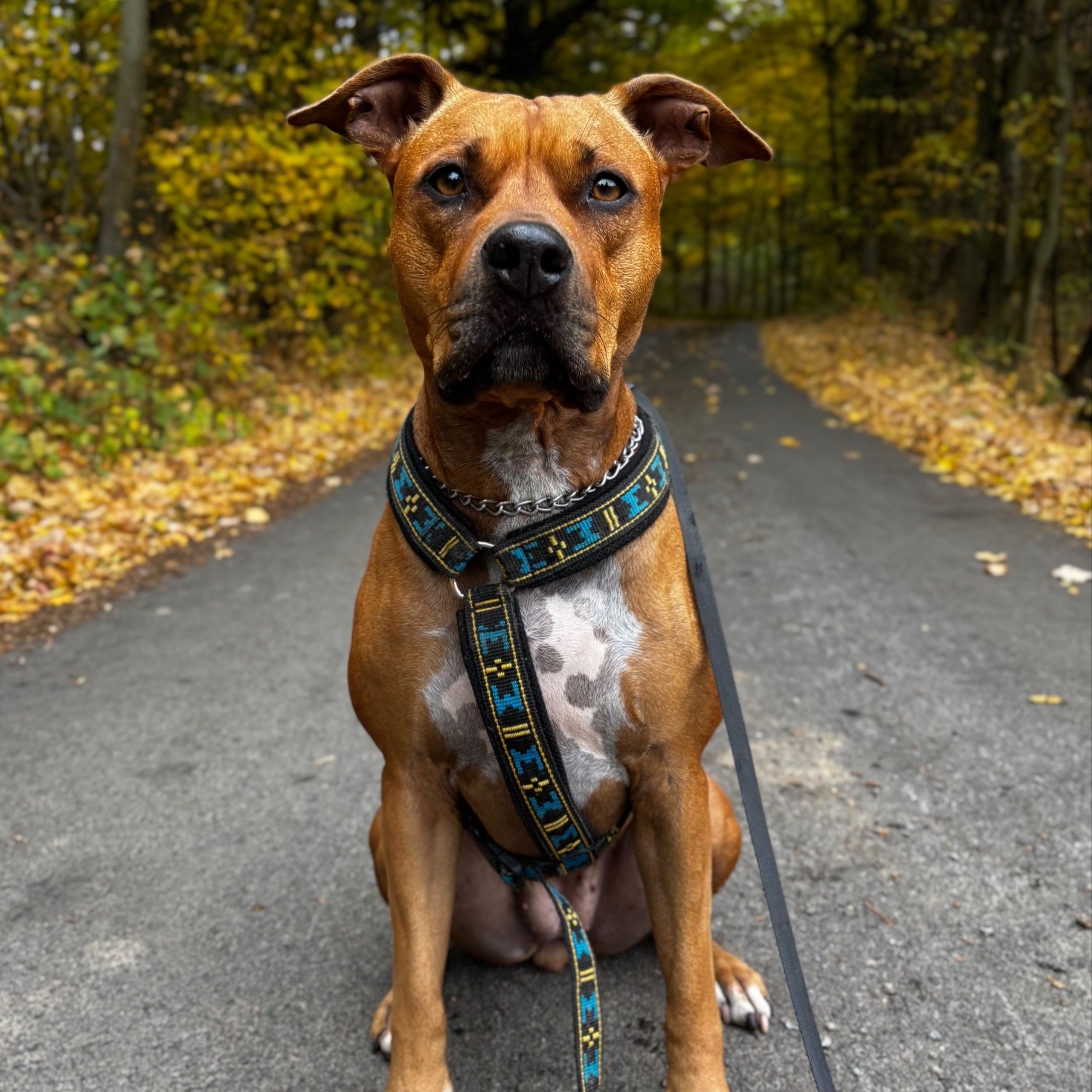 Soutěžní fotografie - Lili,  Americký stafordširský terier