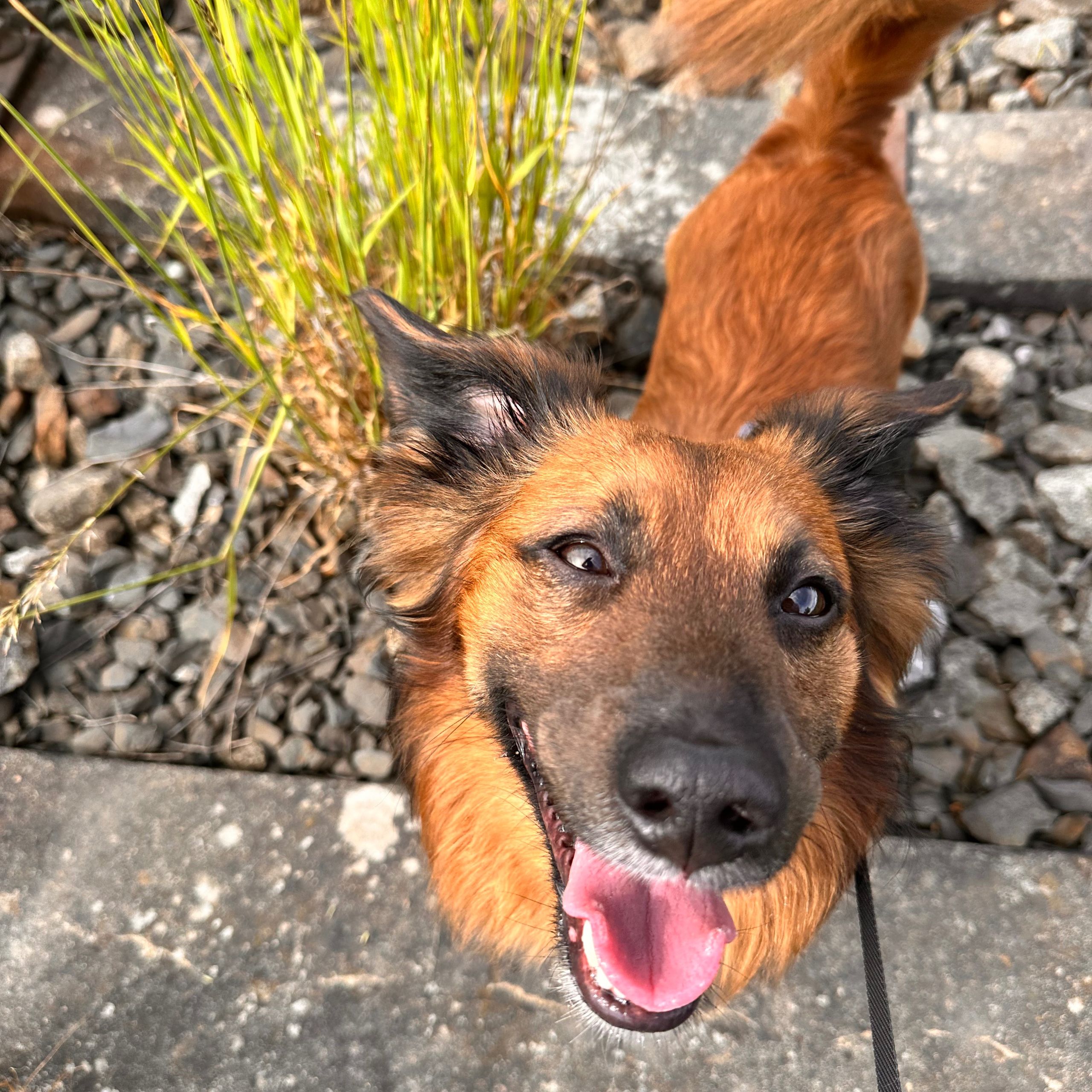 Soutěžní fotografie - Lumpík,  Jezevčík