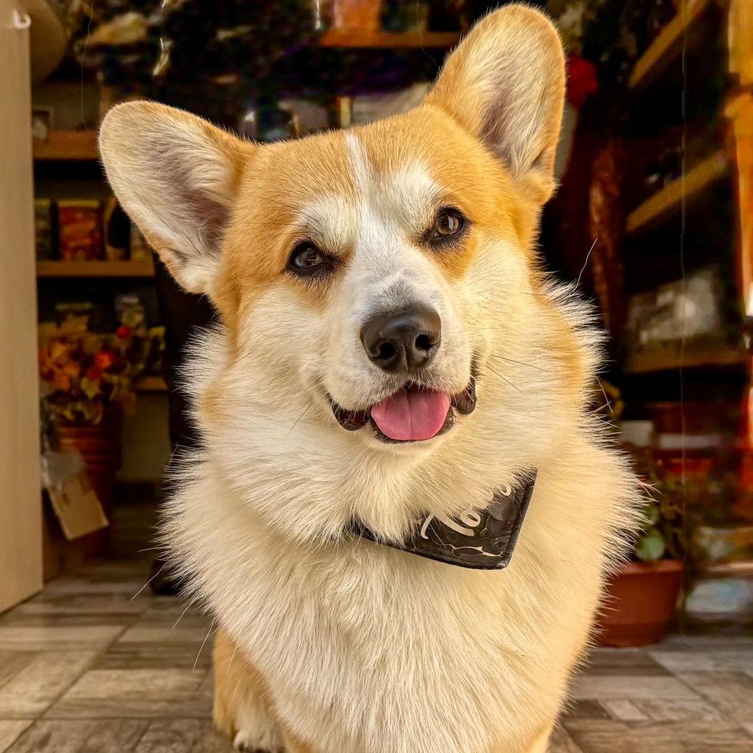 Soutěžní fotografie - Tony,  Welsh Corgi Pembroke