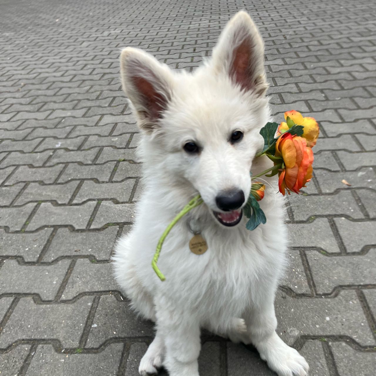 Soutěžní fotografie - Abigail,  Bílý švýcarský ovčák