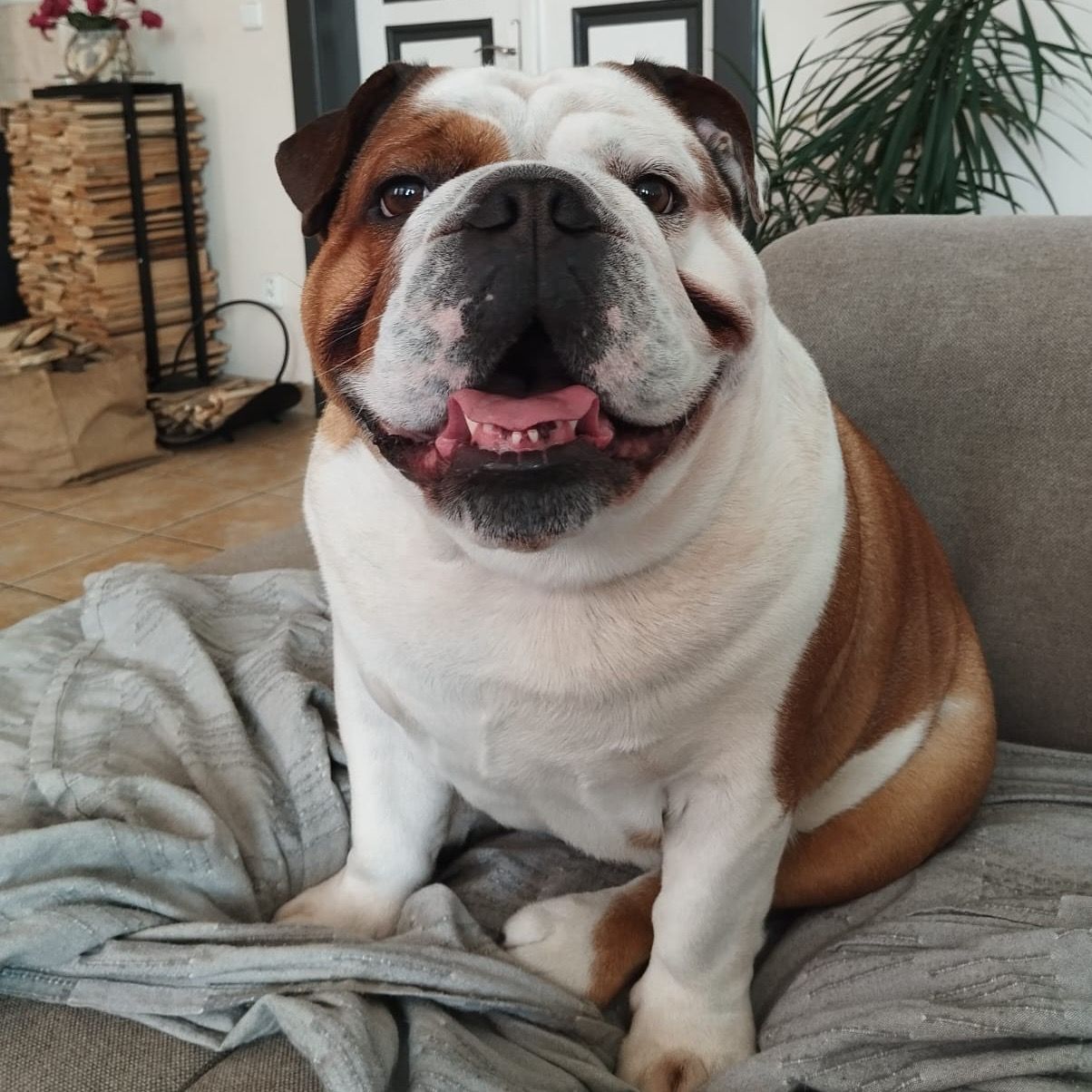 Soutěžní fotografie - Ragnar "Ronnie" Warrior,  Anglický buldok