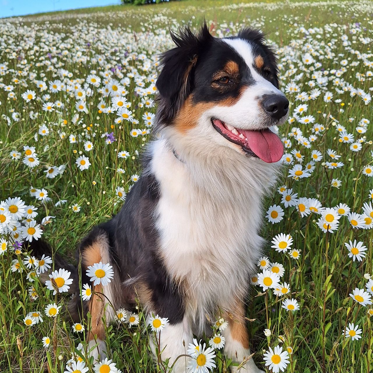 Soutěžní fotografie - Jessie,  Australský ovčák
