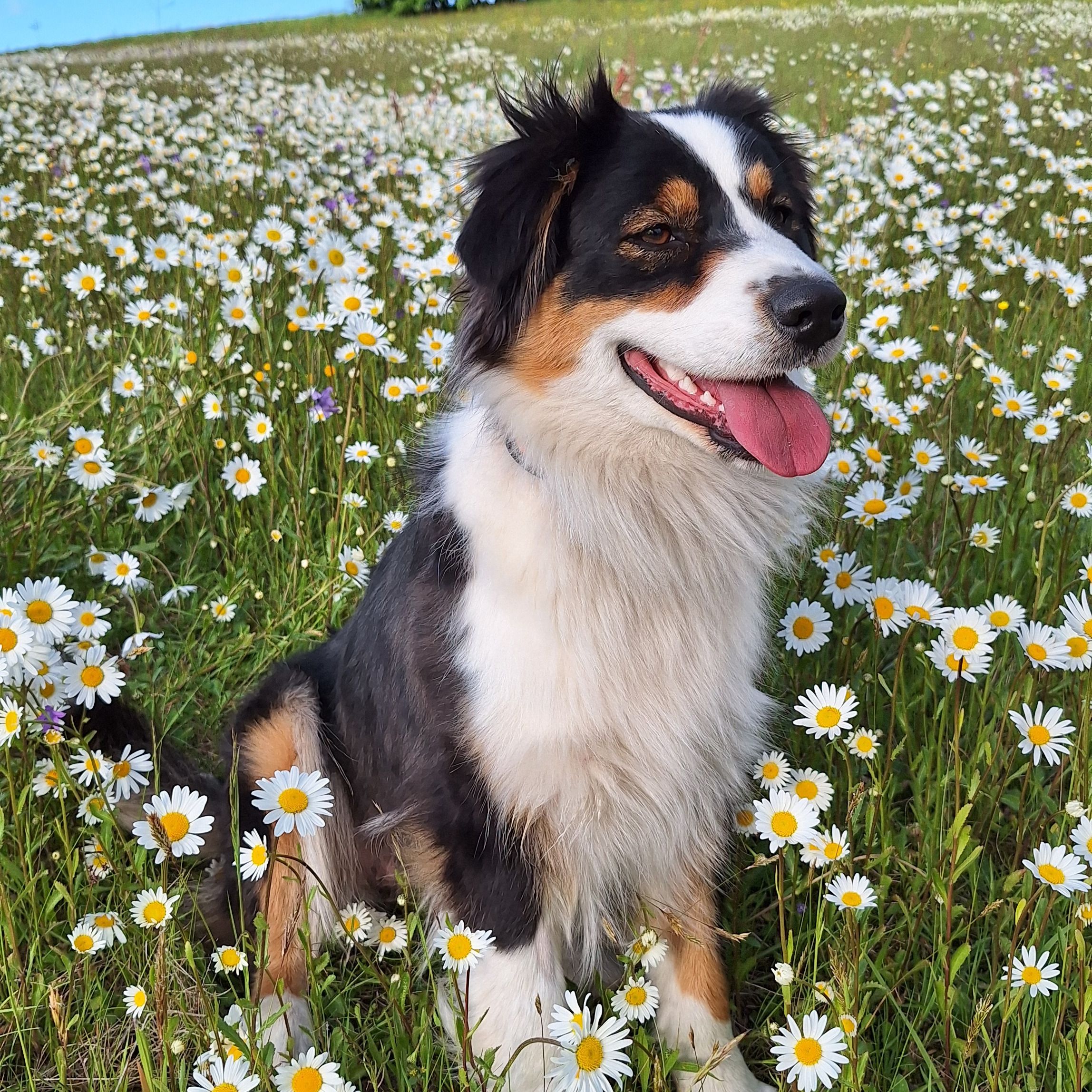 Soutěžní fotografie - Jessie,  Australský ovčák