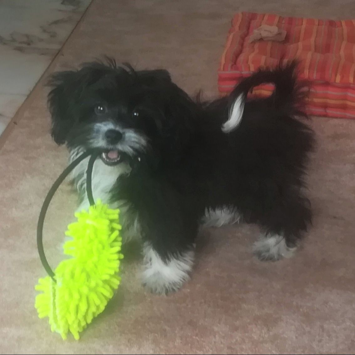 Soutěžní fotografie - Beník,  Čínský chocholatý pes