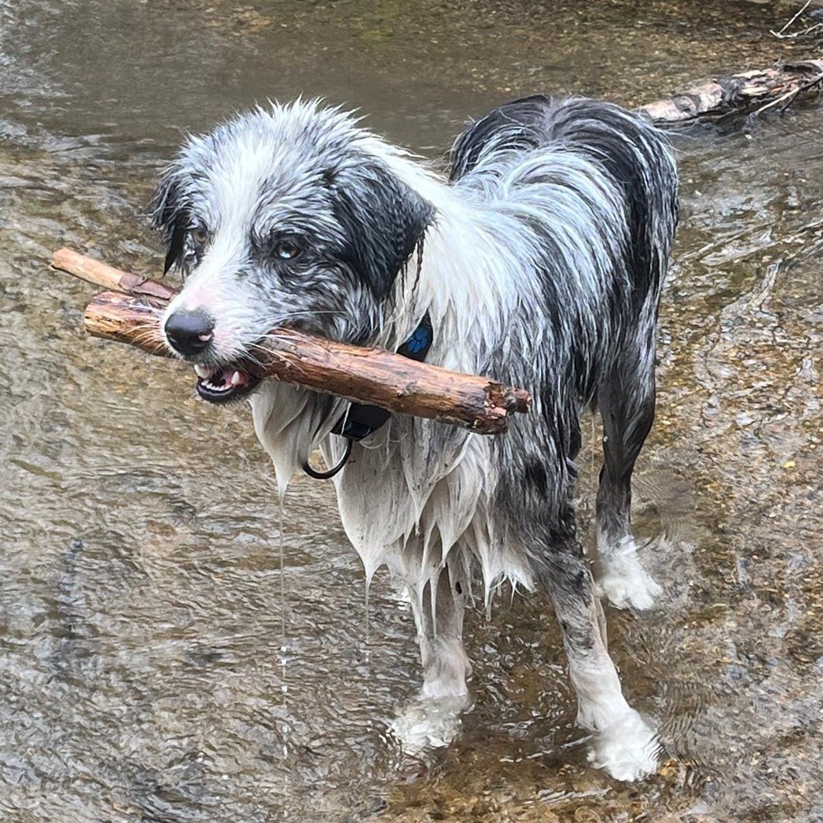 Soutěžní fotografie - Blueberry,  Border kolie