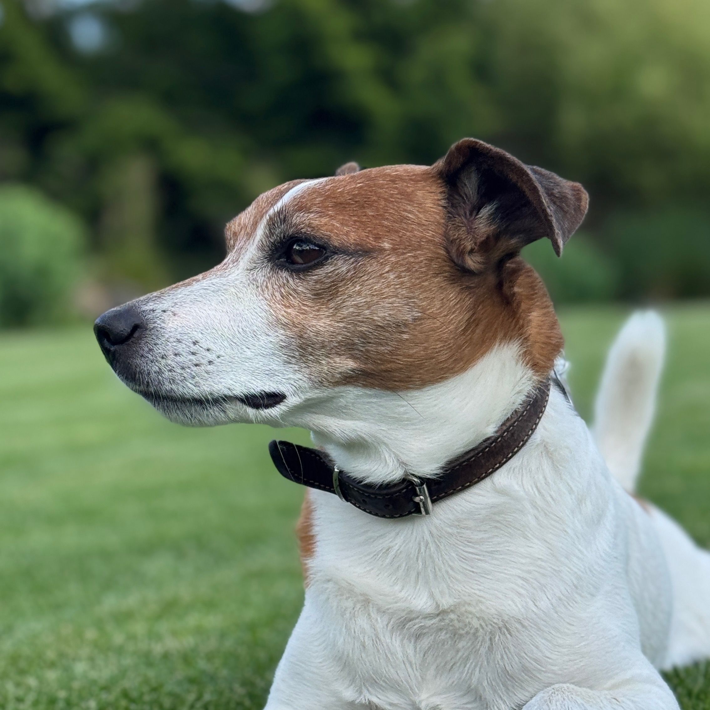 Soutěžní fotografie - Mickey,  Jack Russell Teriér