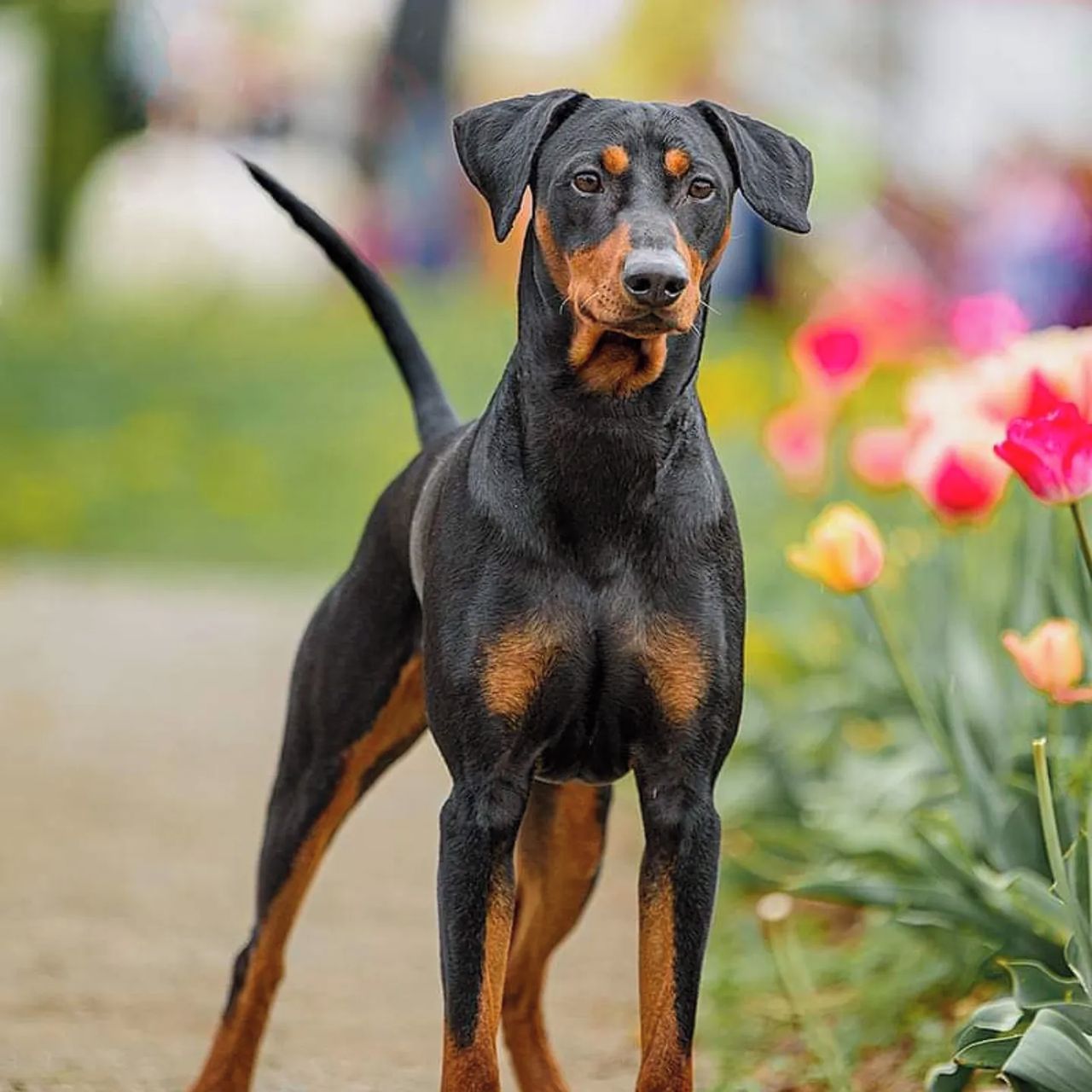 Soutěžní fotografie - Forest Ceda Set Bohemicus,  Německý pinč