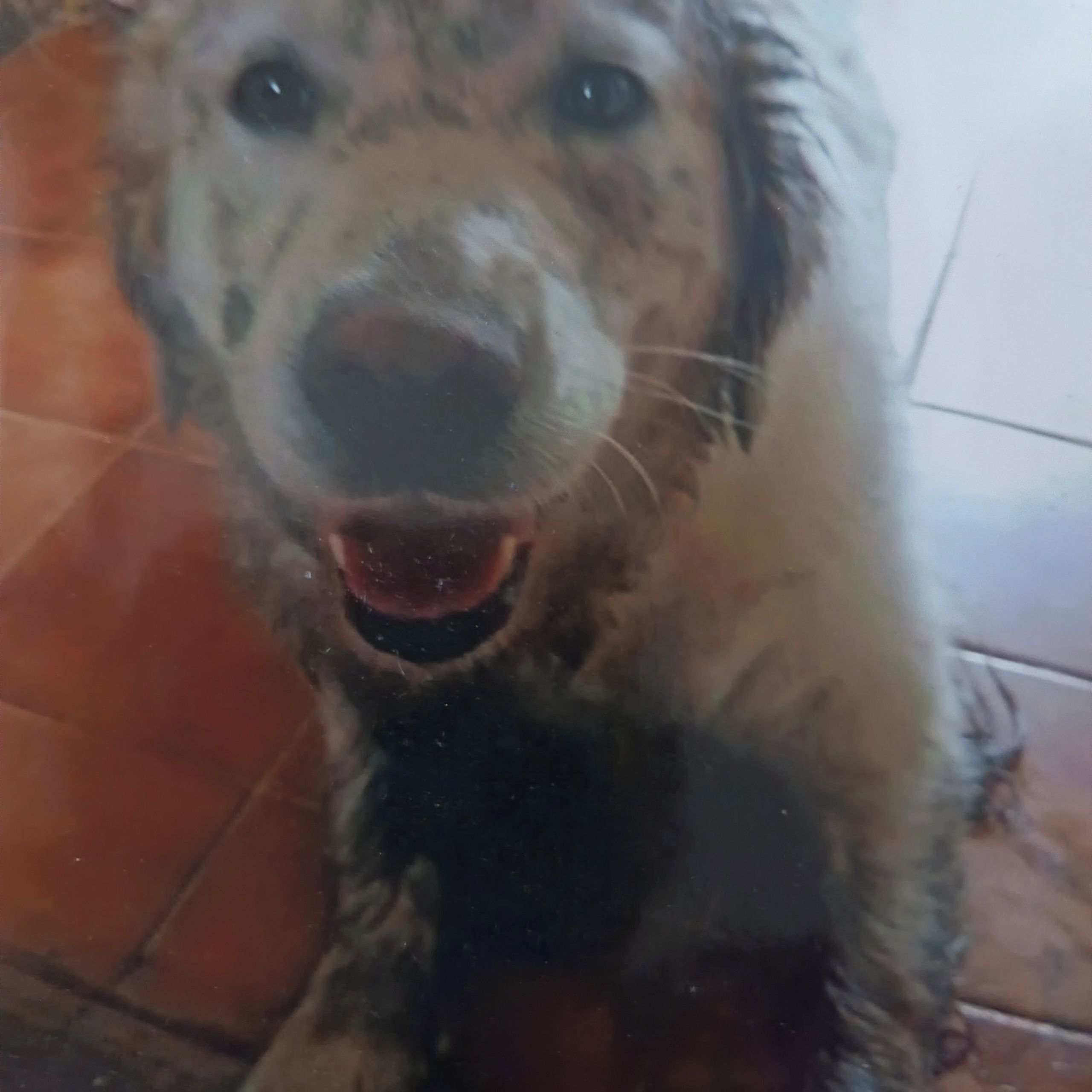 Soutěžní fotografie - Fany,  Zlatý retriever