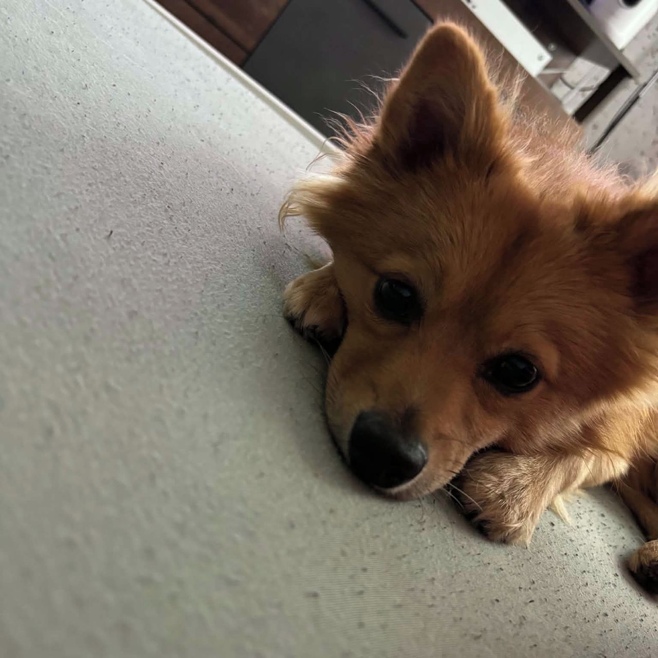 Soutěžní fotografie - Fluffy,  Německý špic malý