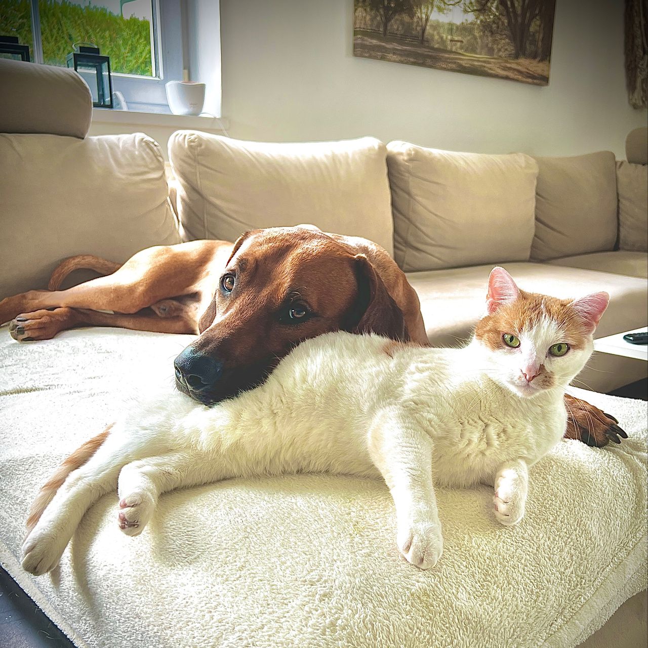 Soutěžní fotografie - Alvin,  Rhodéský ridgeback