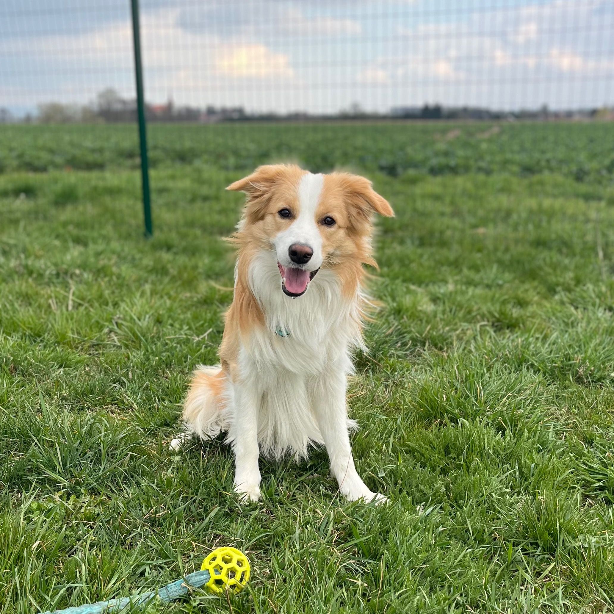 Soutěžní fotografie - Arty,  Border kolie