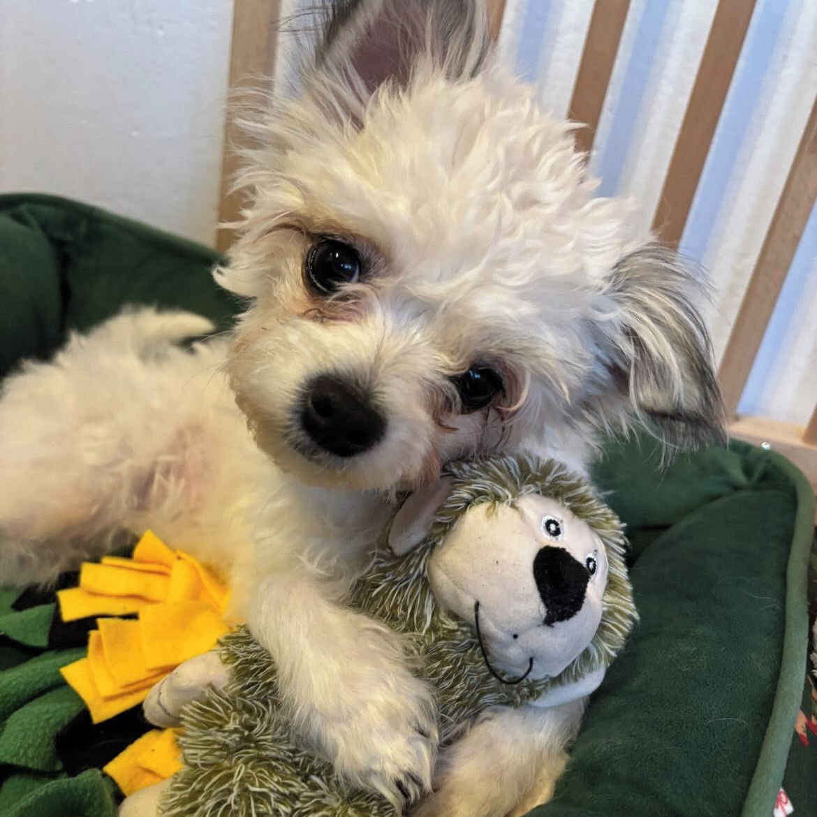 Soutěžní fotografie - Mia,  Ostatní