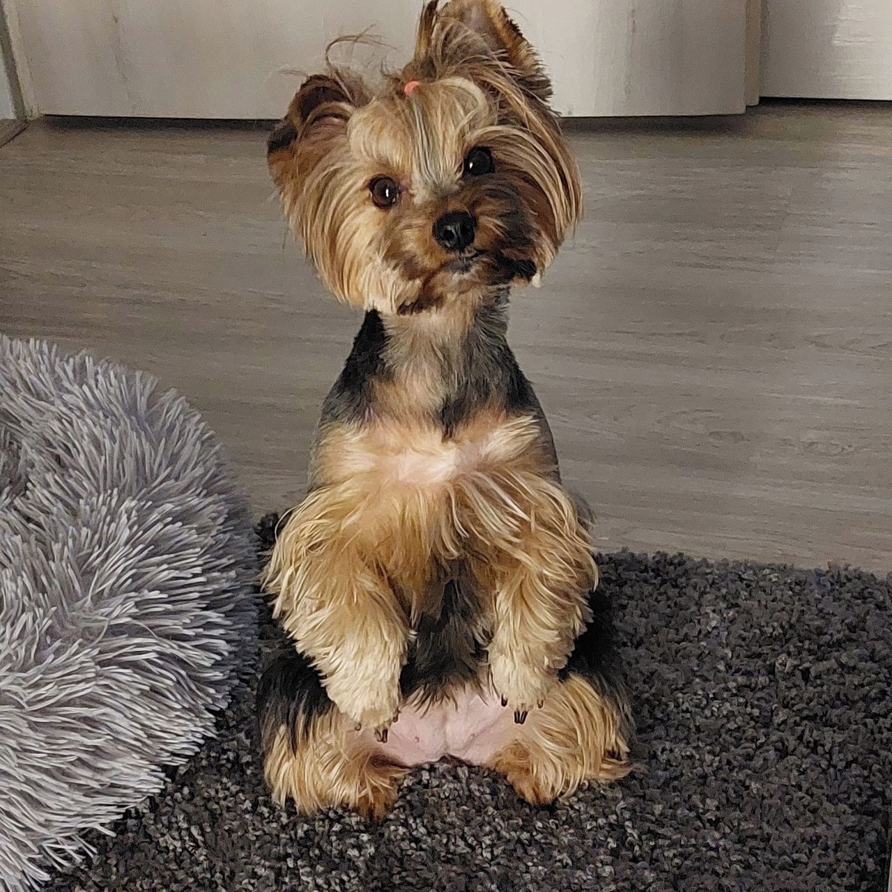 Soutěžní fotografie - Jackie,  Yorkšírský terier